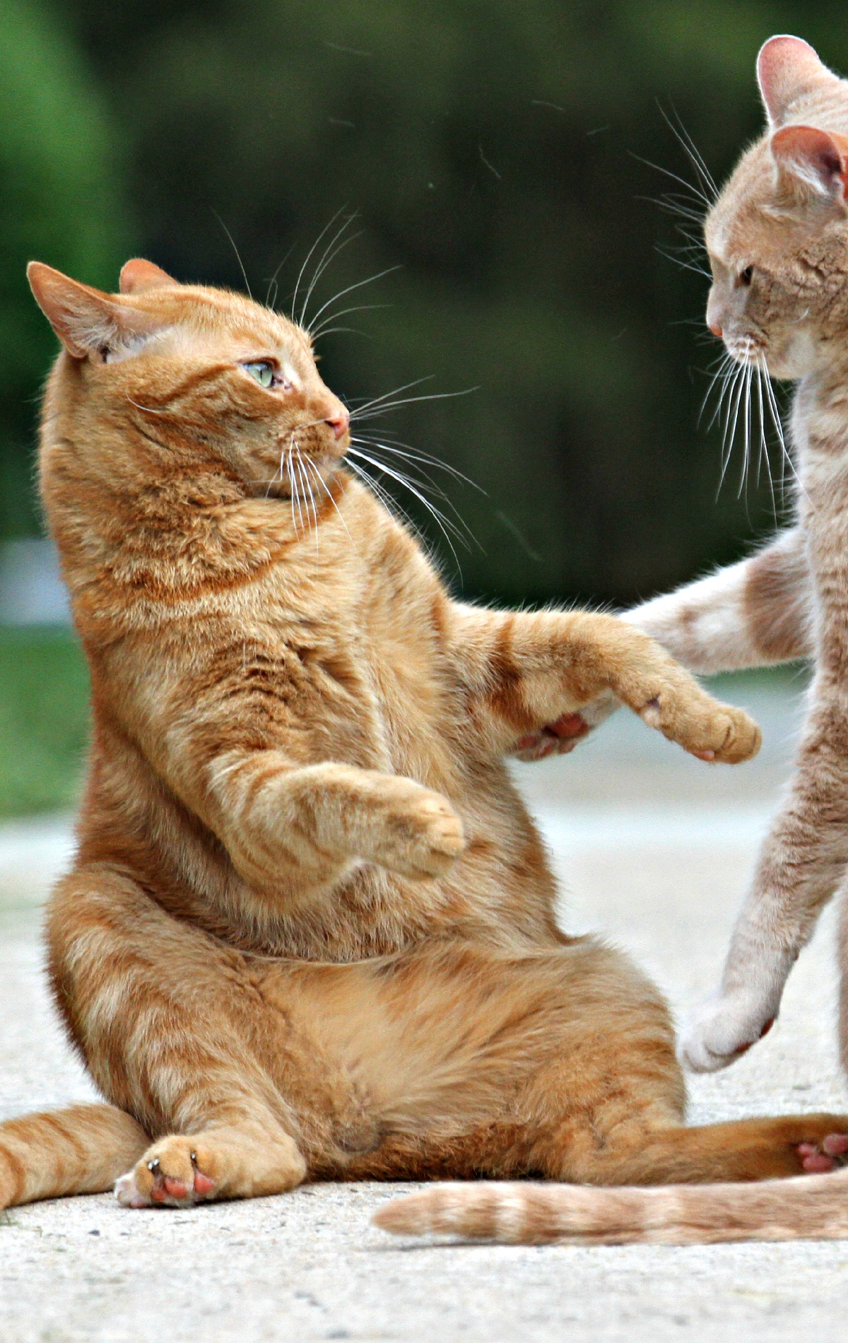 Image: Cats, red, fight, fighting, battle