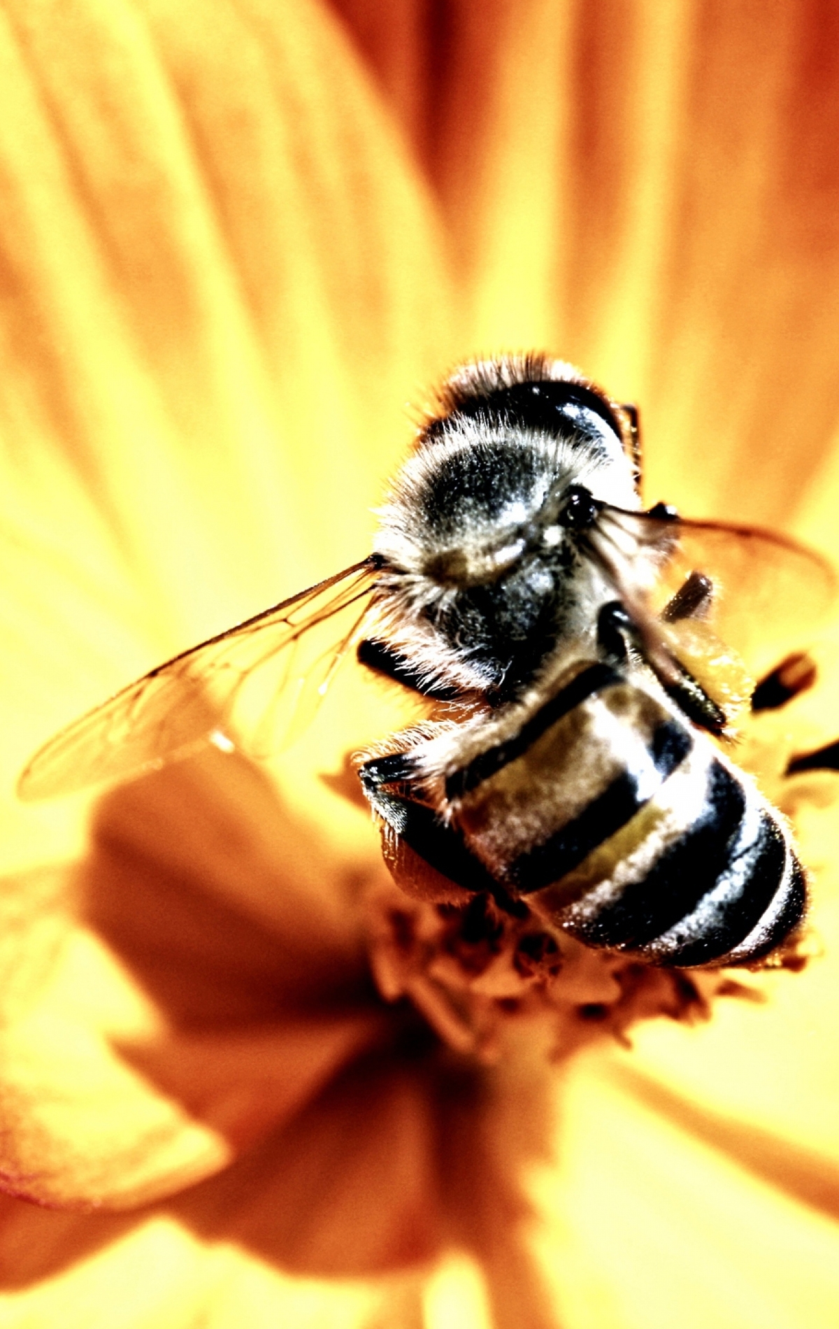 Картинка: Пчела, цветок, крылья, яркий свет