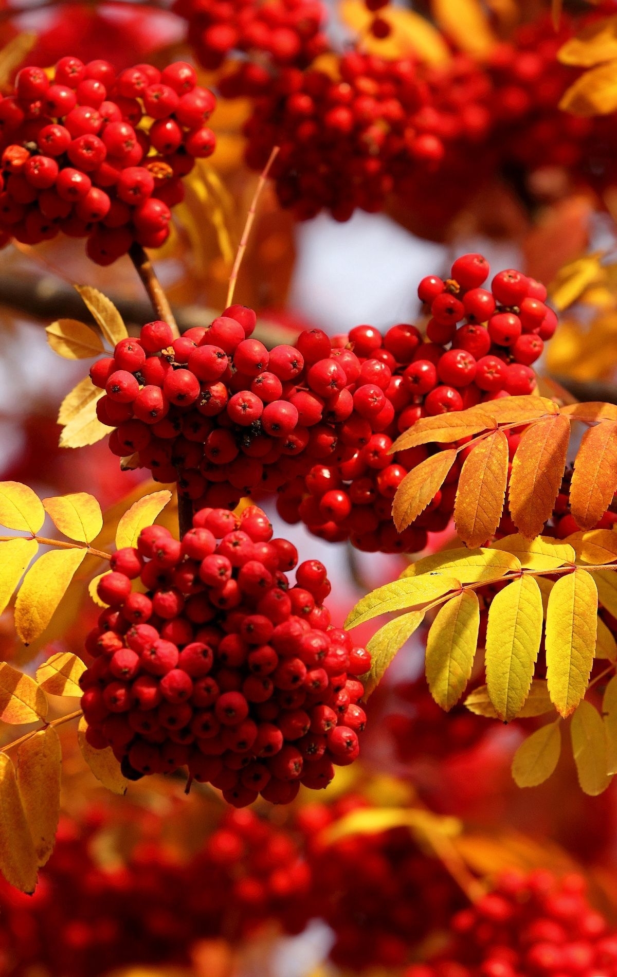 Картинка: Рябина, красная, ягоды, грозди, ветки, листья, осень, природа