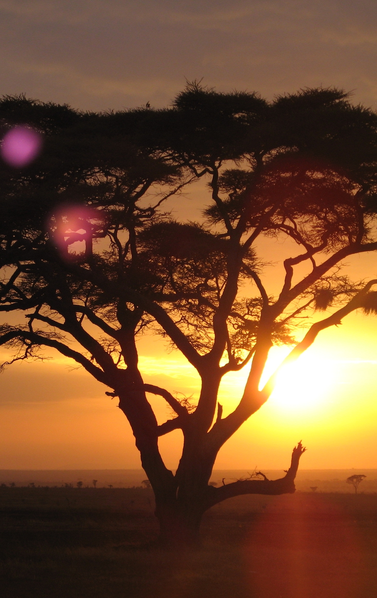 Картинка: Дерево, солнце, крона, закат, сафари, Африка, небо, деревья, ветки