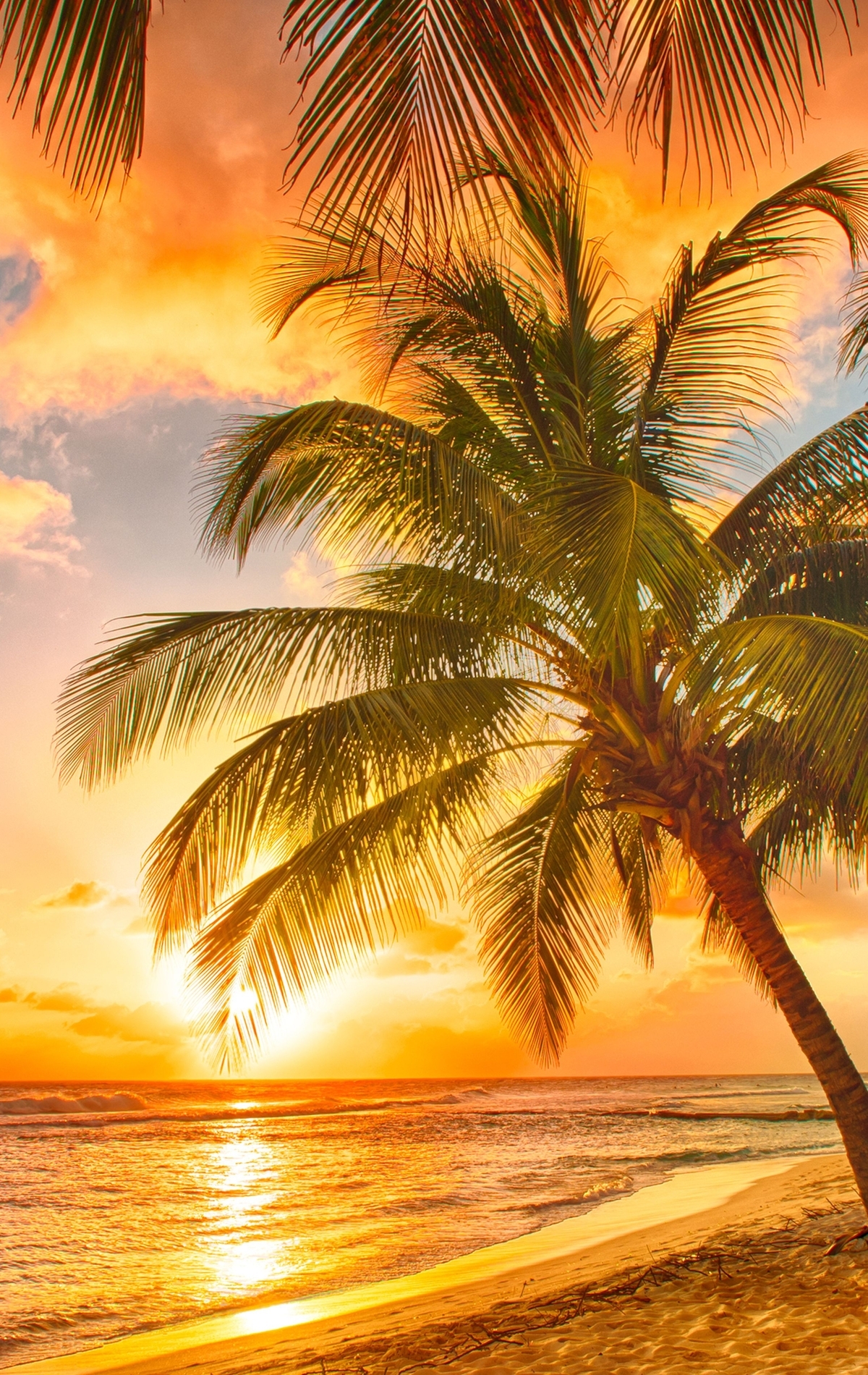 Картинка: Тропики, пальмы, небо, море, песок, закат