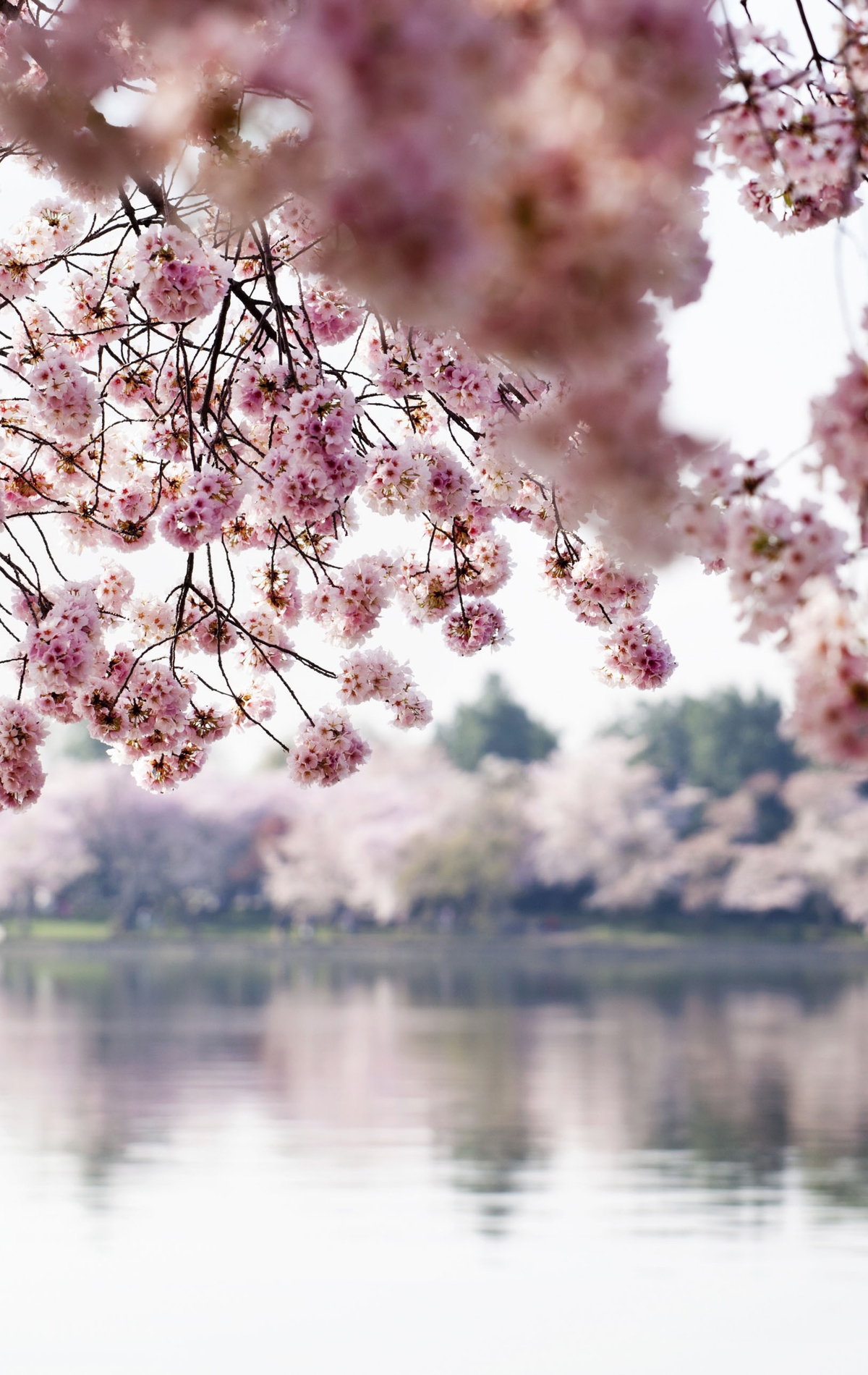 Картинка: Река, вода, яблоня, цветение, цветы, ветки, отражение, деревья, весна