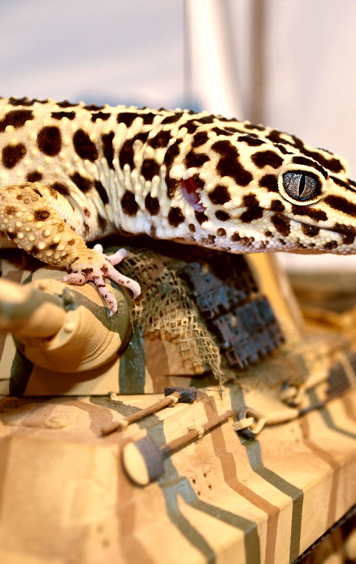 Картинка: Геккон, ящерица, пятна, танк