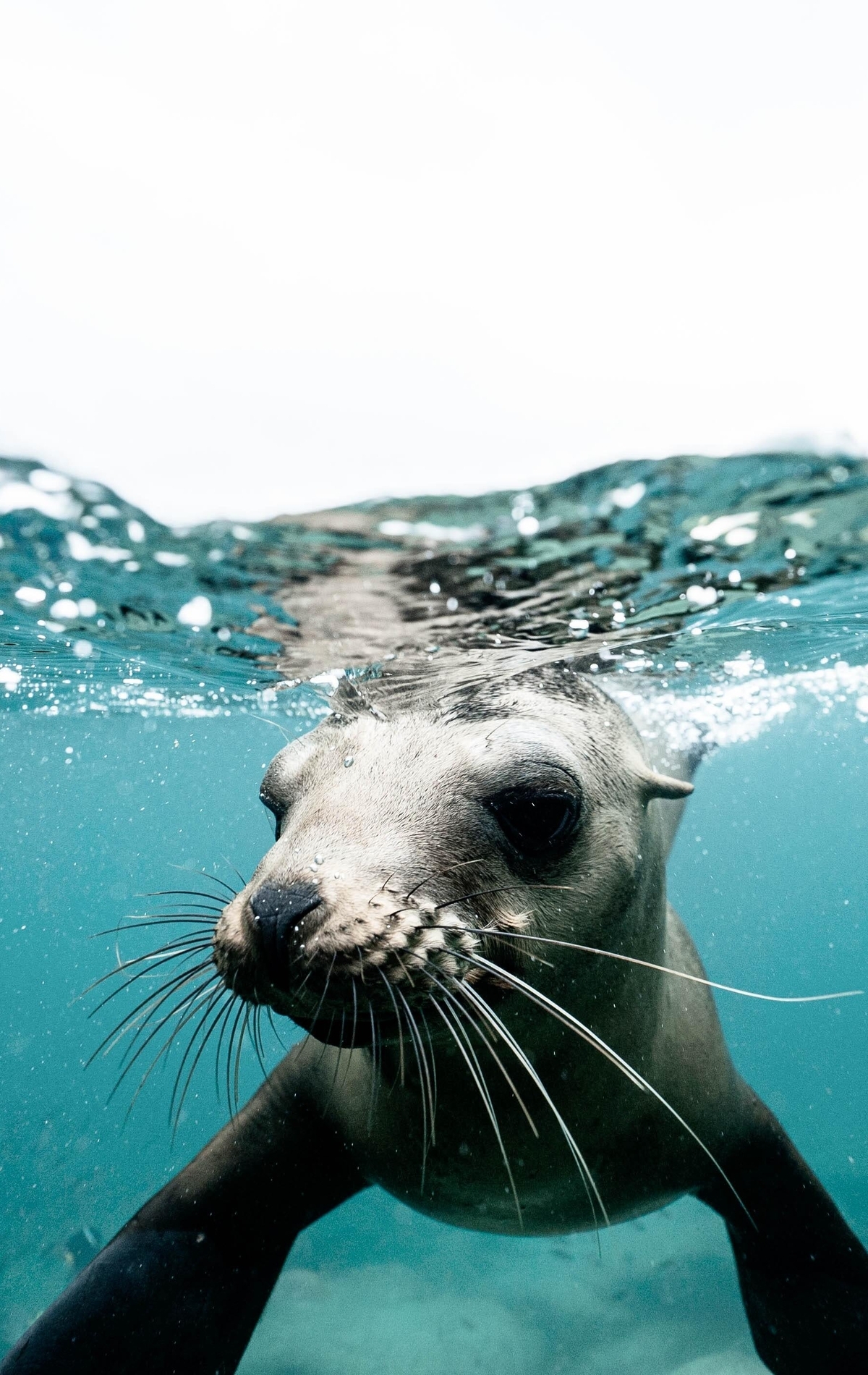 Картинка: Морской котик, вода, плавает