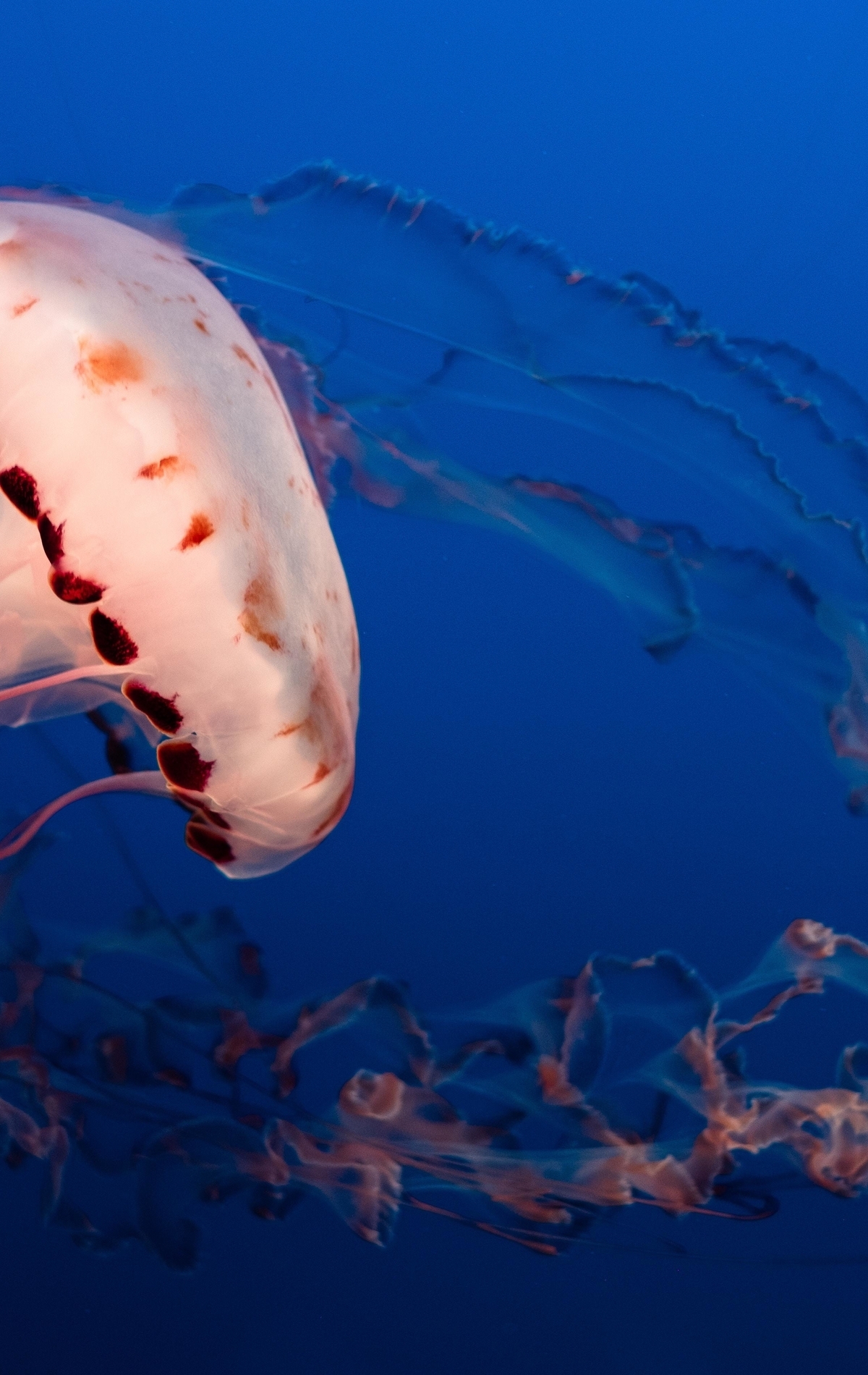 Картинка: Медуза, синий, океан, щупальца, Chrysaora melanaster