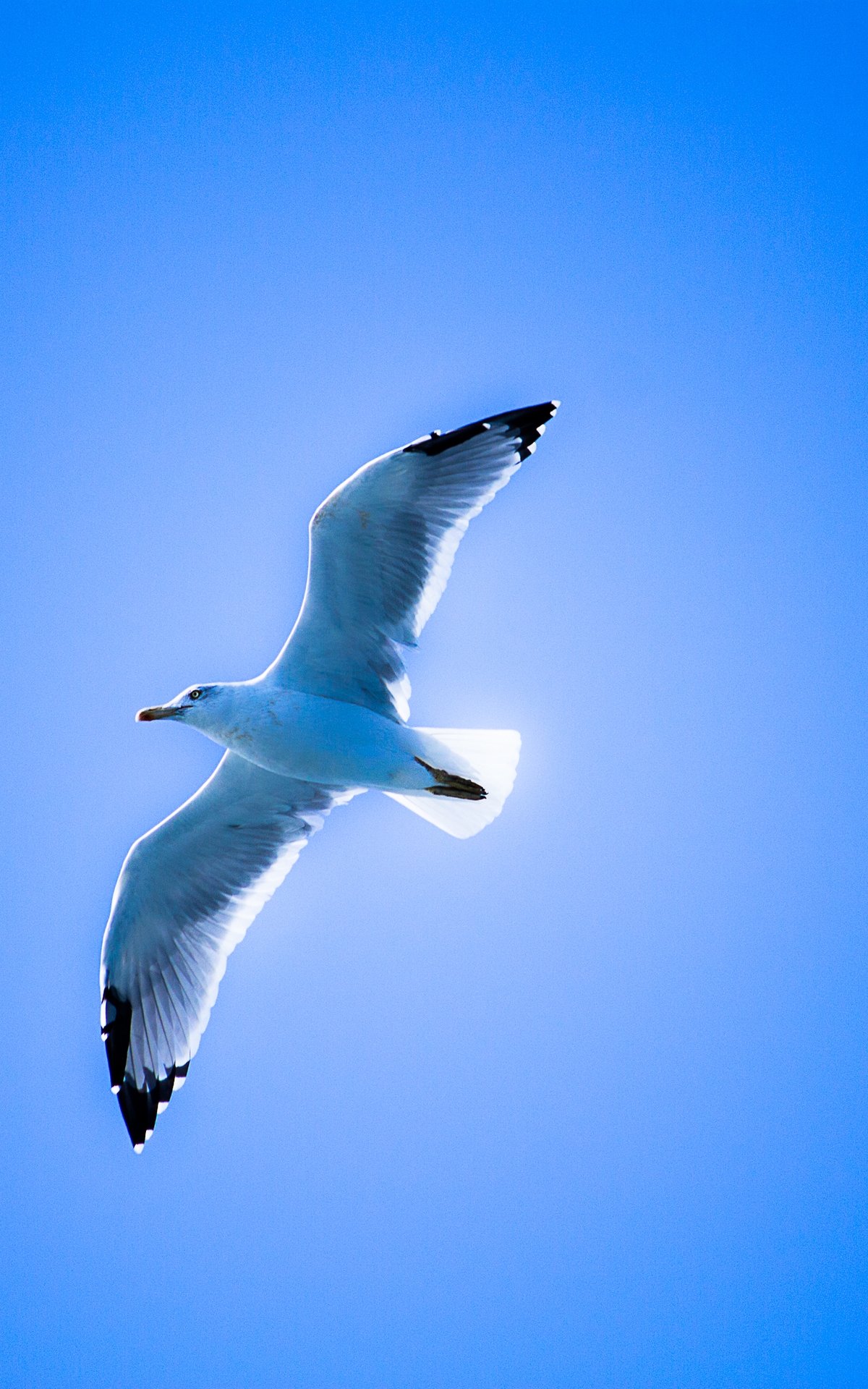 Image: Seagull, bird, flying, flies, sky, blue, clean