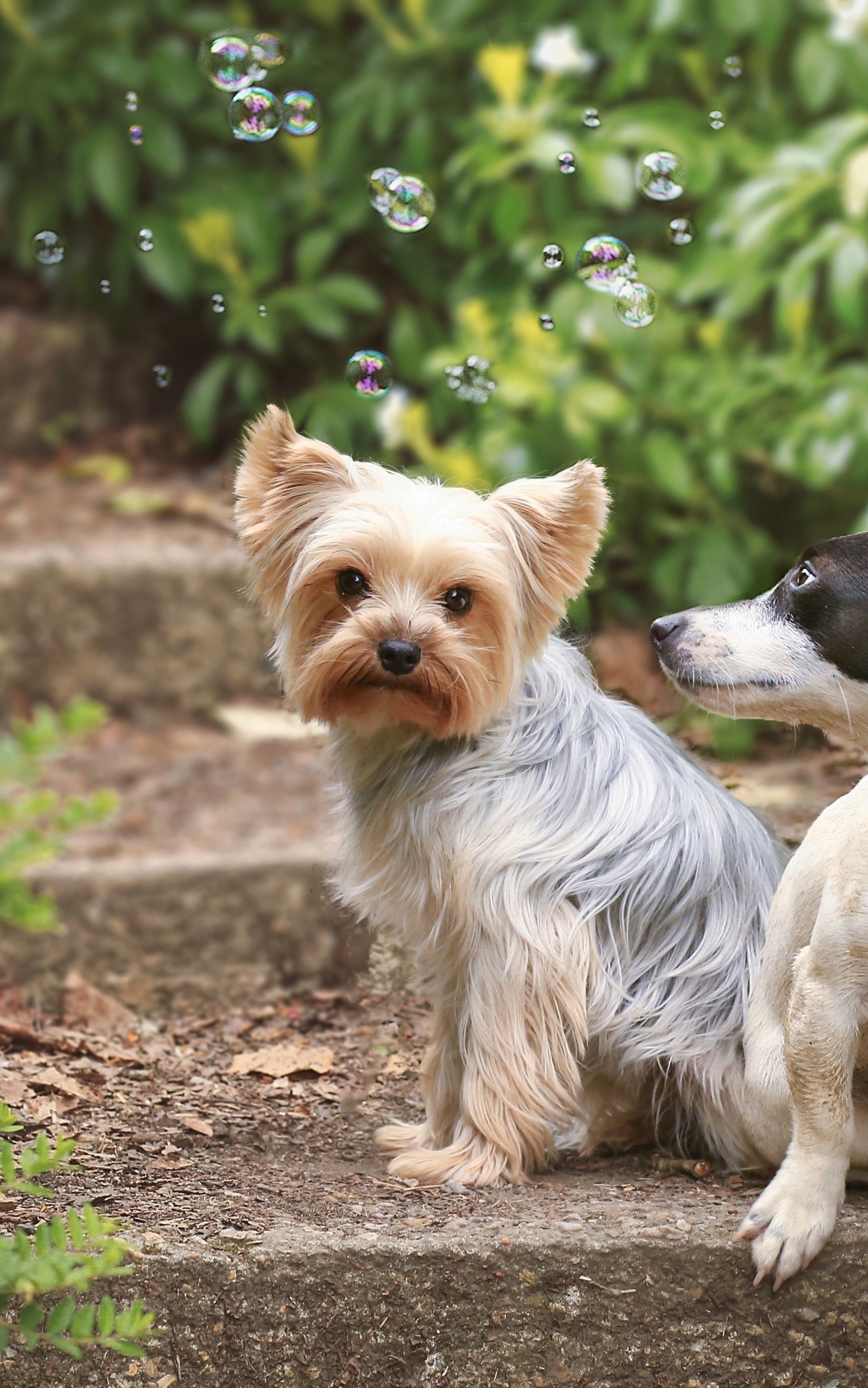 Картинка: Собаки, Dogs, пара, две, ступеньки, сидят, мыльные пузыри, Bubbles, зелень, йоркширский терьер