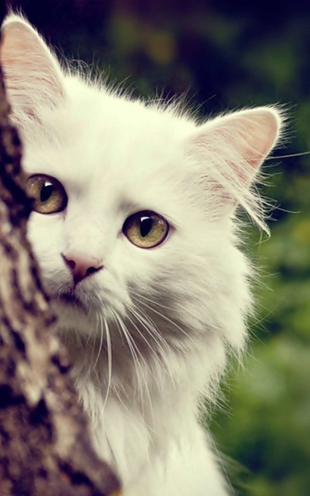 Картинка: Кот, белый, выглядывает, дерево, взгляд