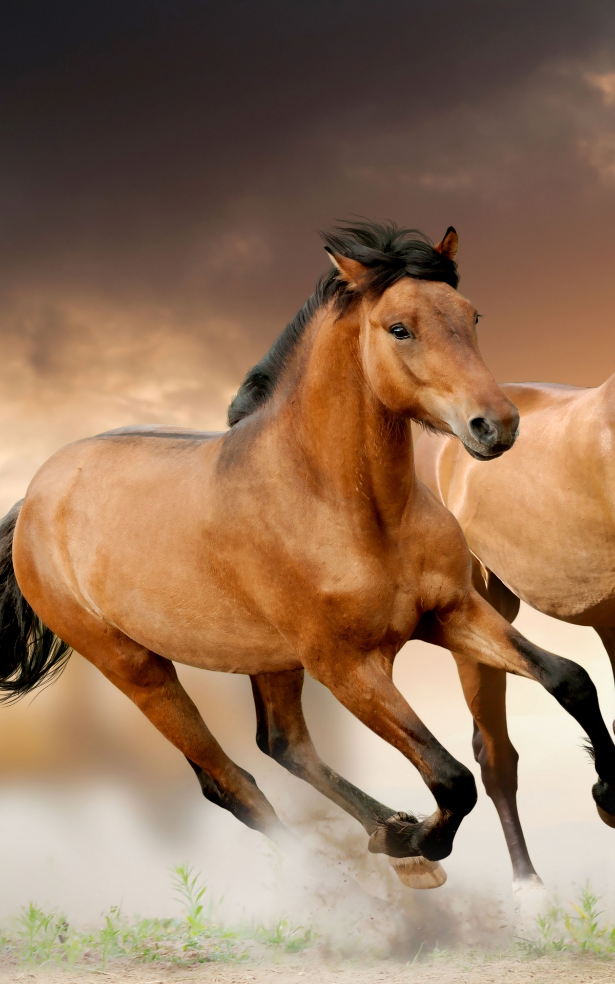 Image: Horse, mane, running, focus, blur