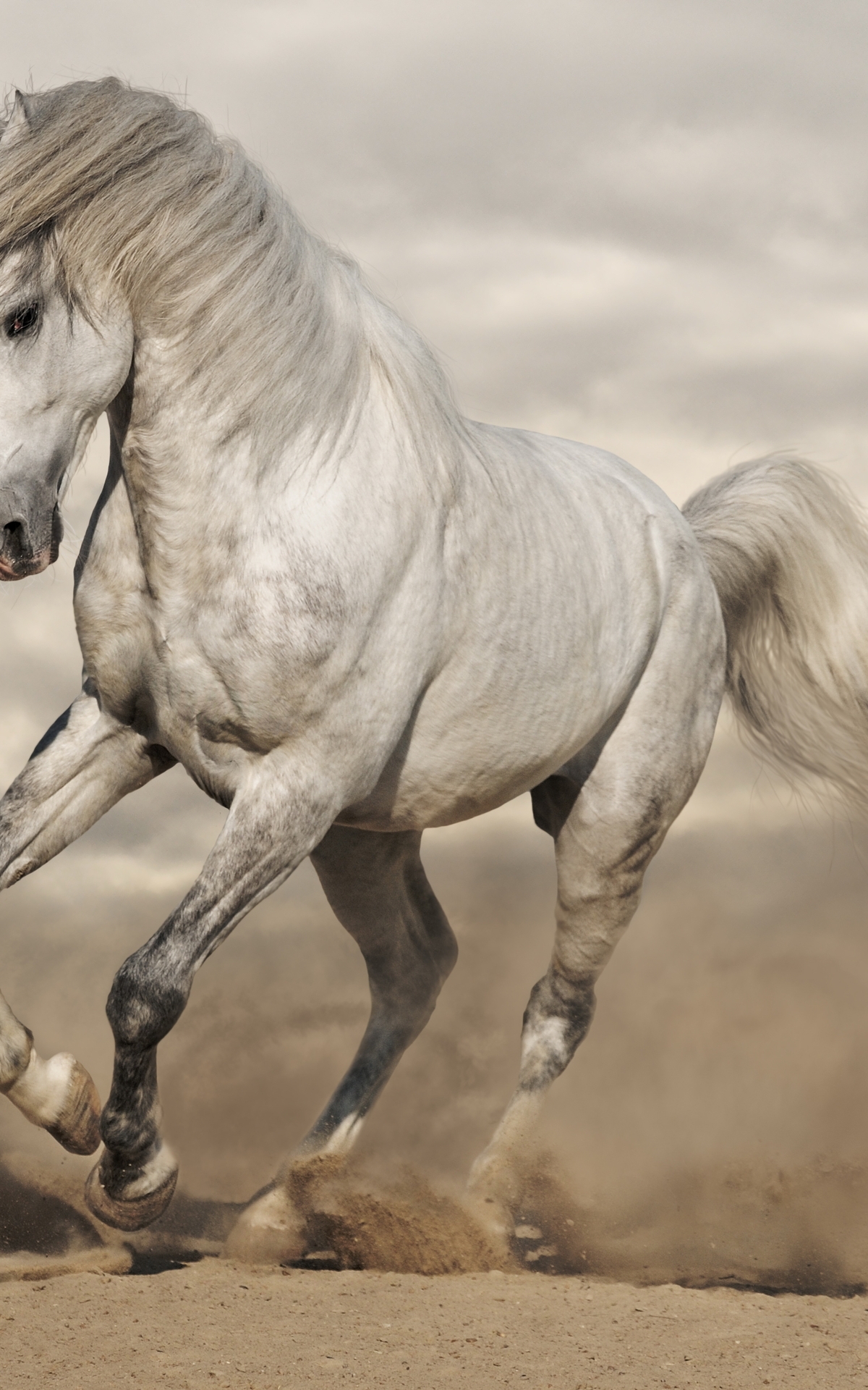 Image: Horse, white, grace, sand, dust, gallop, maneuver, clouds