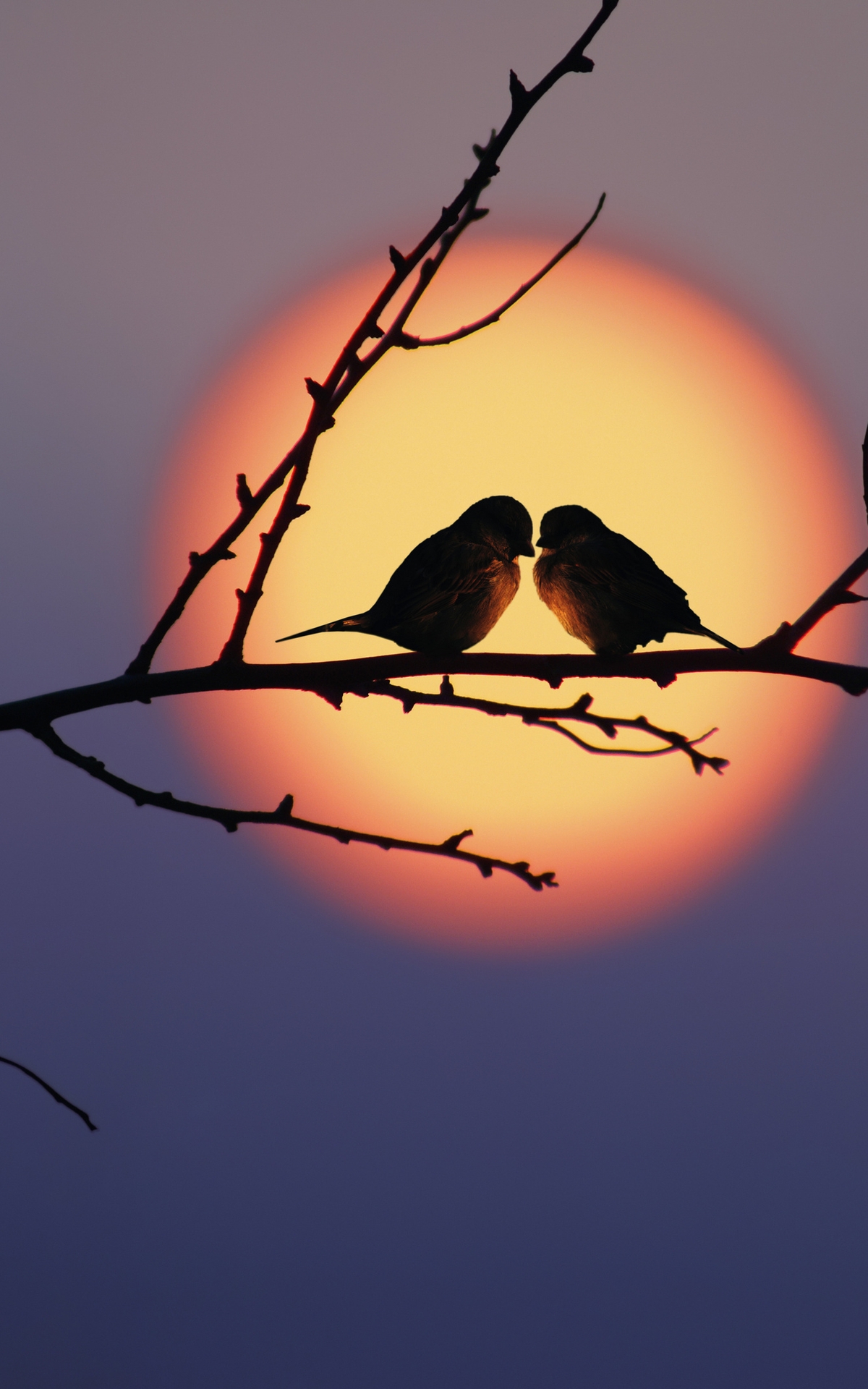 Картинка: Птицы, пара, на ветке, закат, вечер, солнце