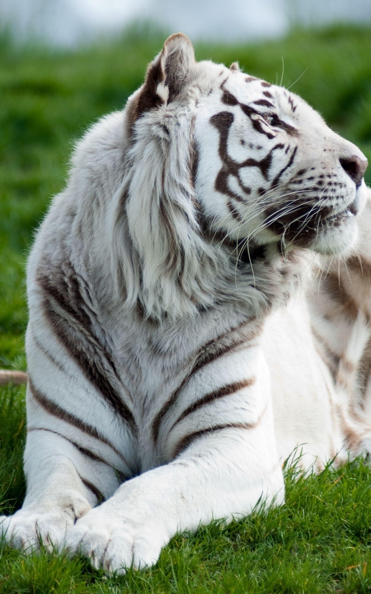 Картинка: Тигр, белый, чёрные полосы, зелёная трава