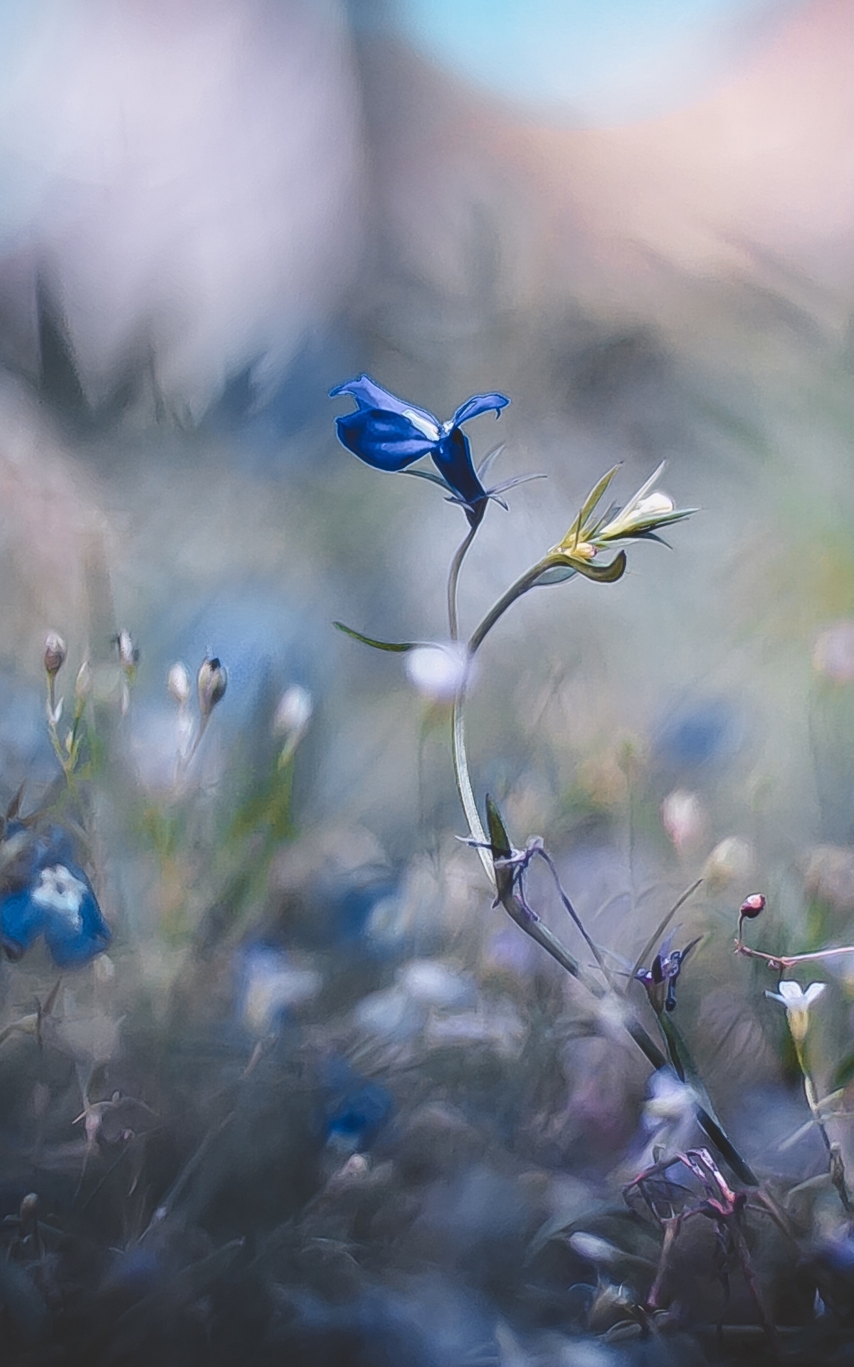 Image: flowers, plants, grass, blur, filter, effect