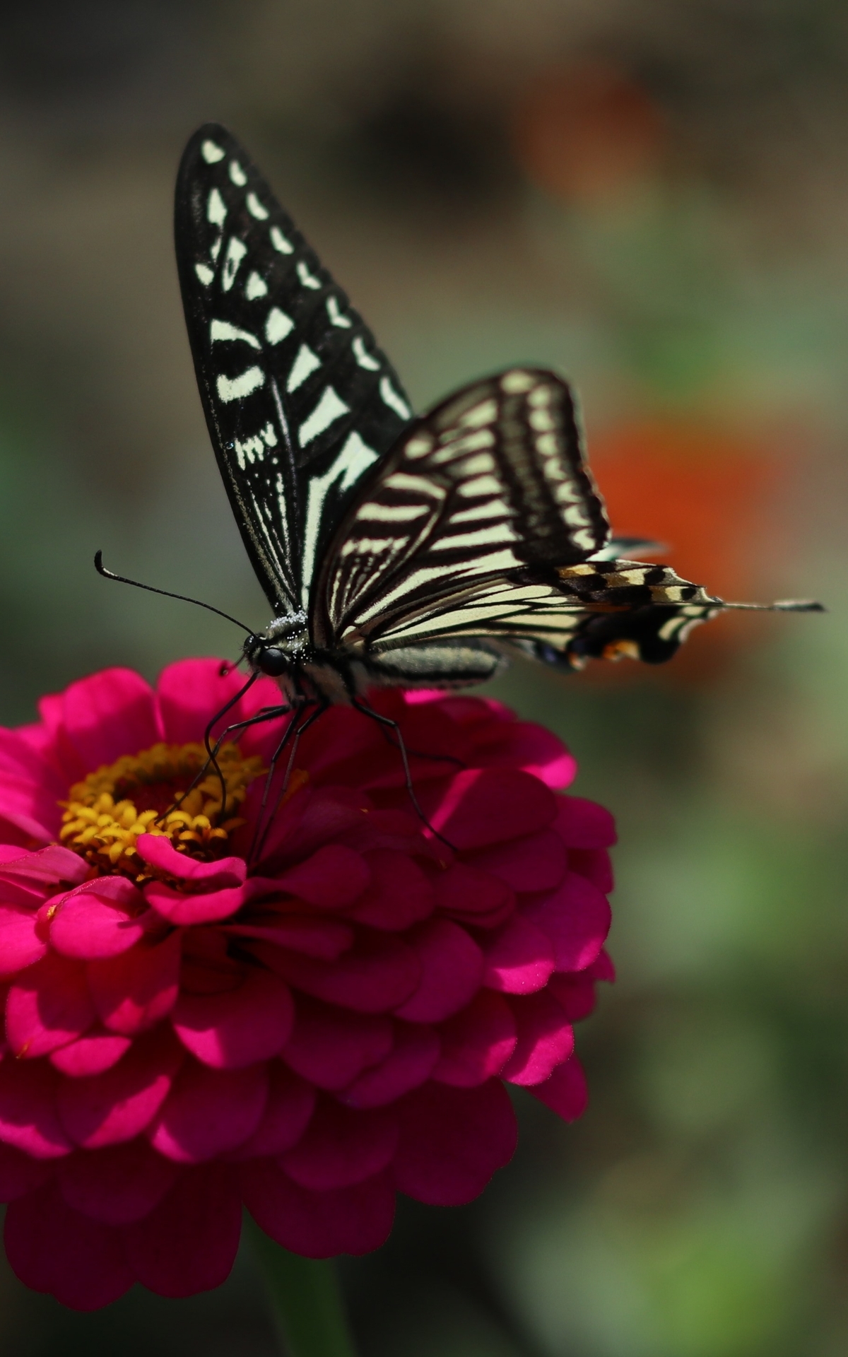 Картинка: бабочка, чёрно-белая бабочка, цветы