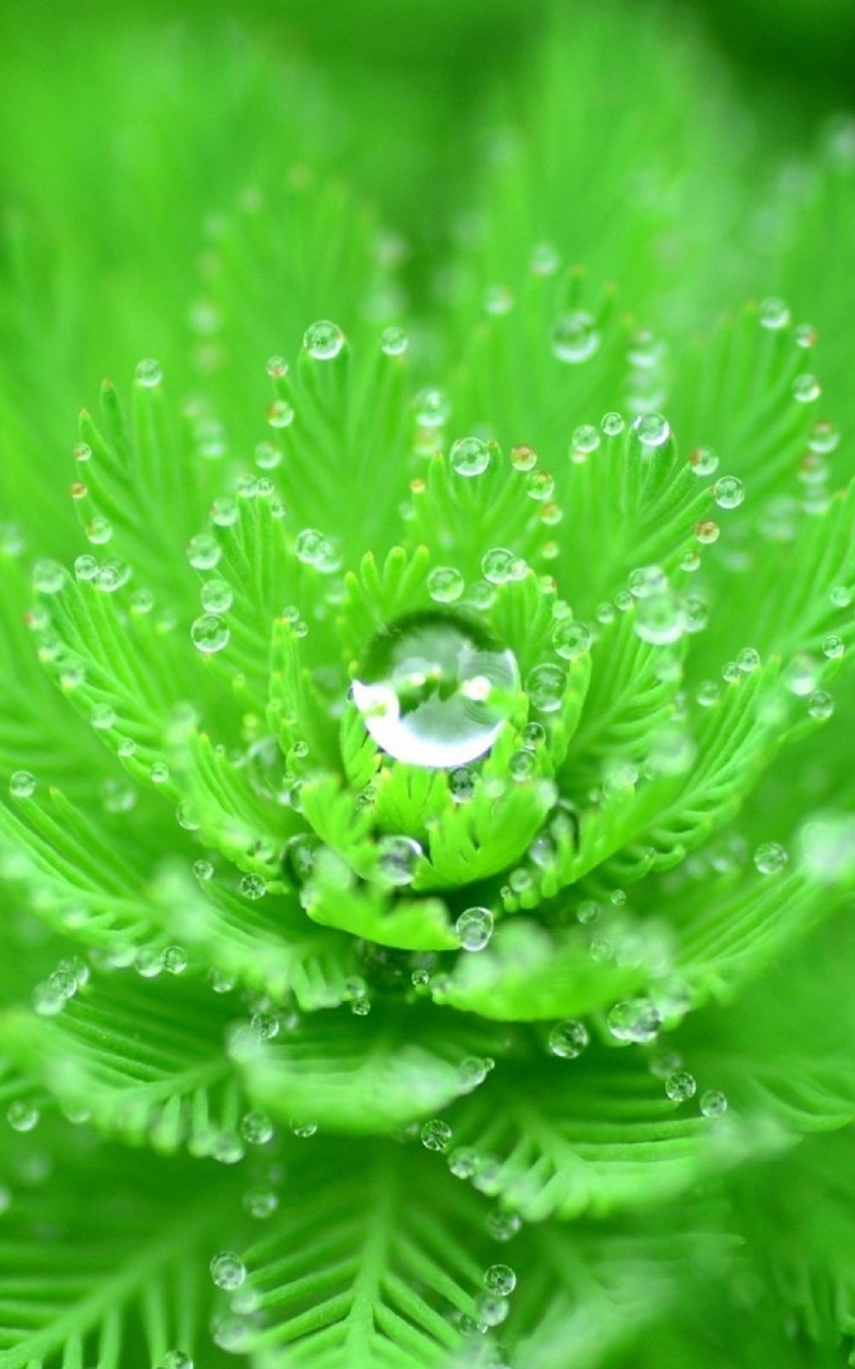 Картинка: Растение, зелёное, листочки, капли, роса, вода, форма