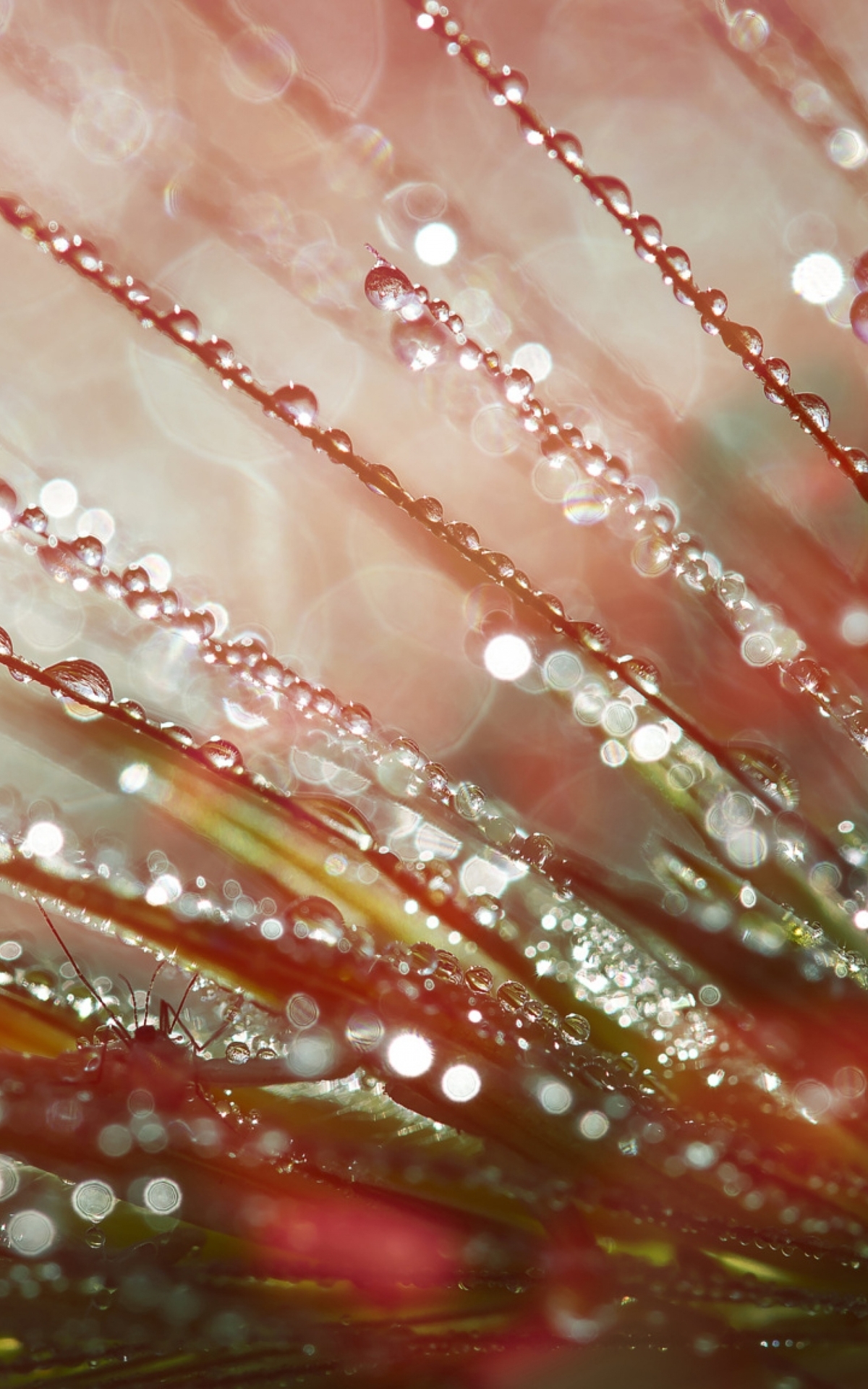 Image: Grass, dew, beetle, drops, flare, flicker