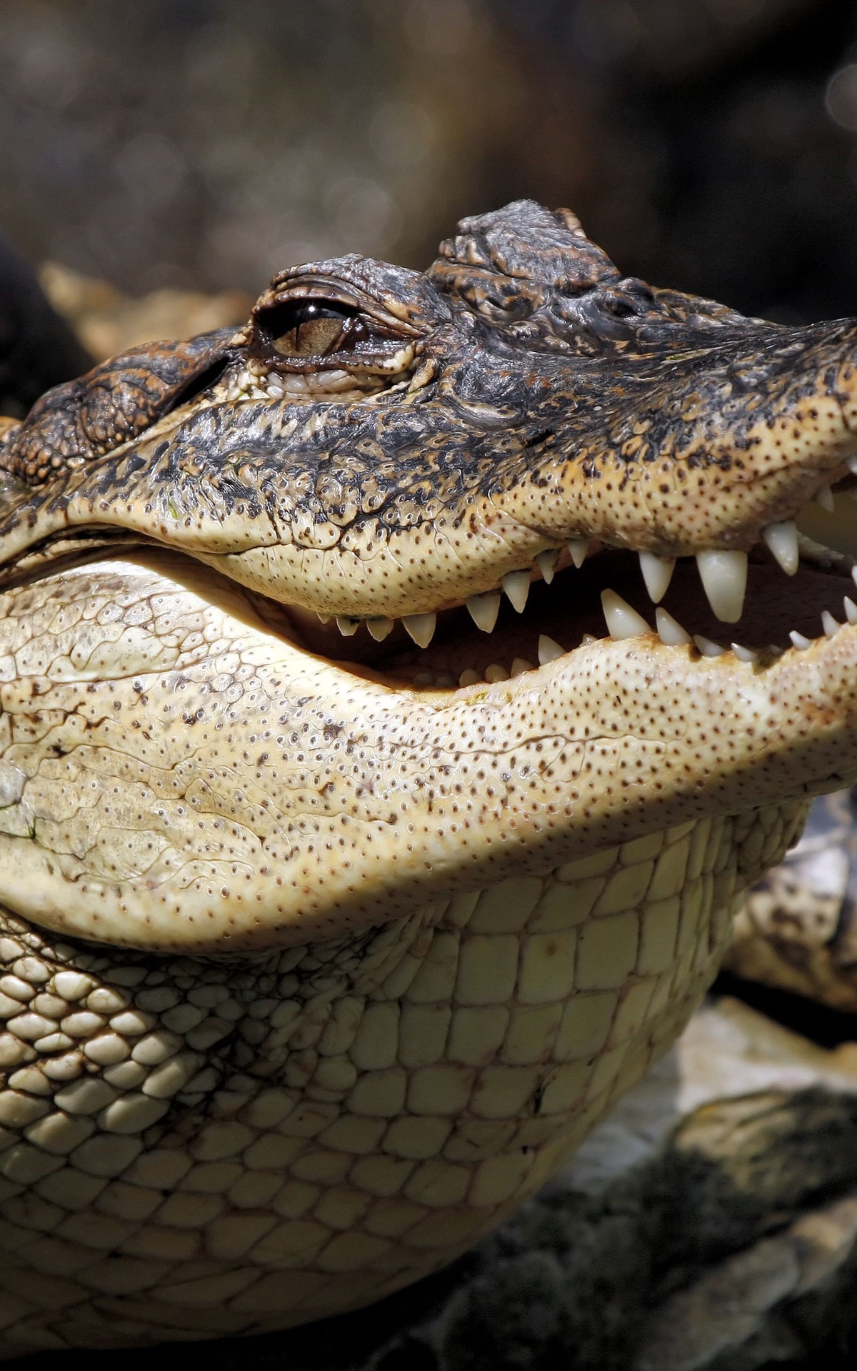 Image: Alligator, crocodile, reptile, predator, heated, teeth, mouth