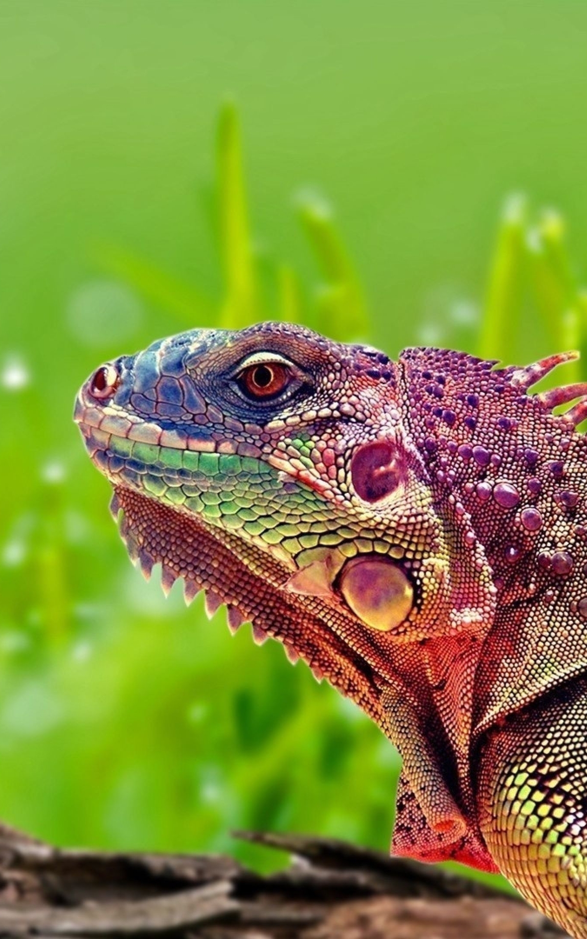 Картинка: Игуана, рептилия, трава, кора, глаза, блики
