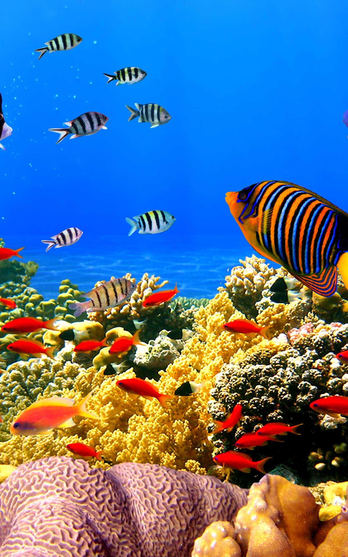 Картинка: Рыбы, кораллы, морское дно, океан, вода