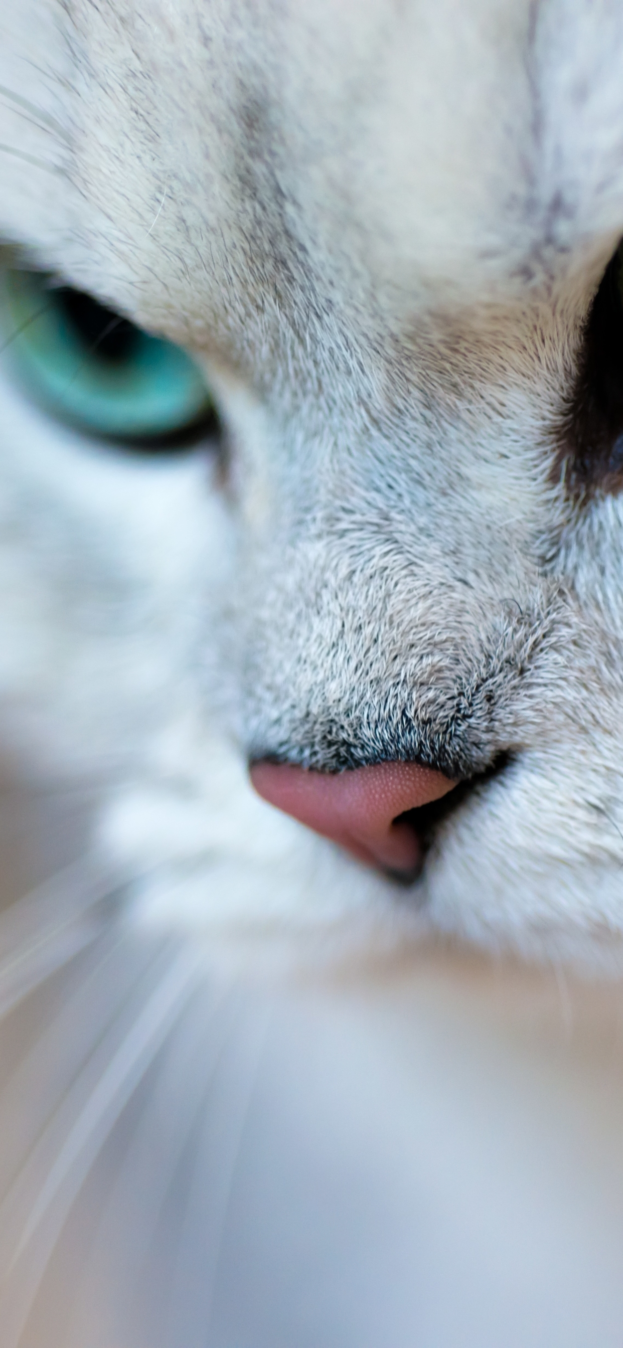 Картинка: Кошка, кот, взгляд, глаза, усы, нос