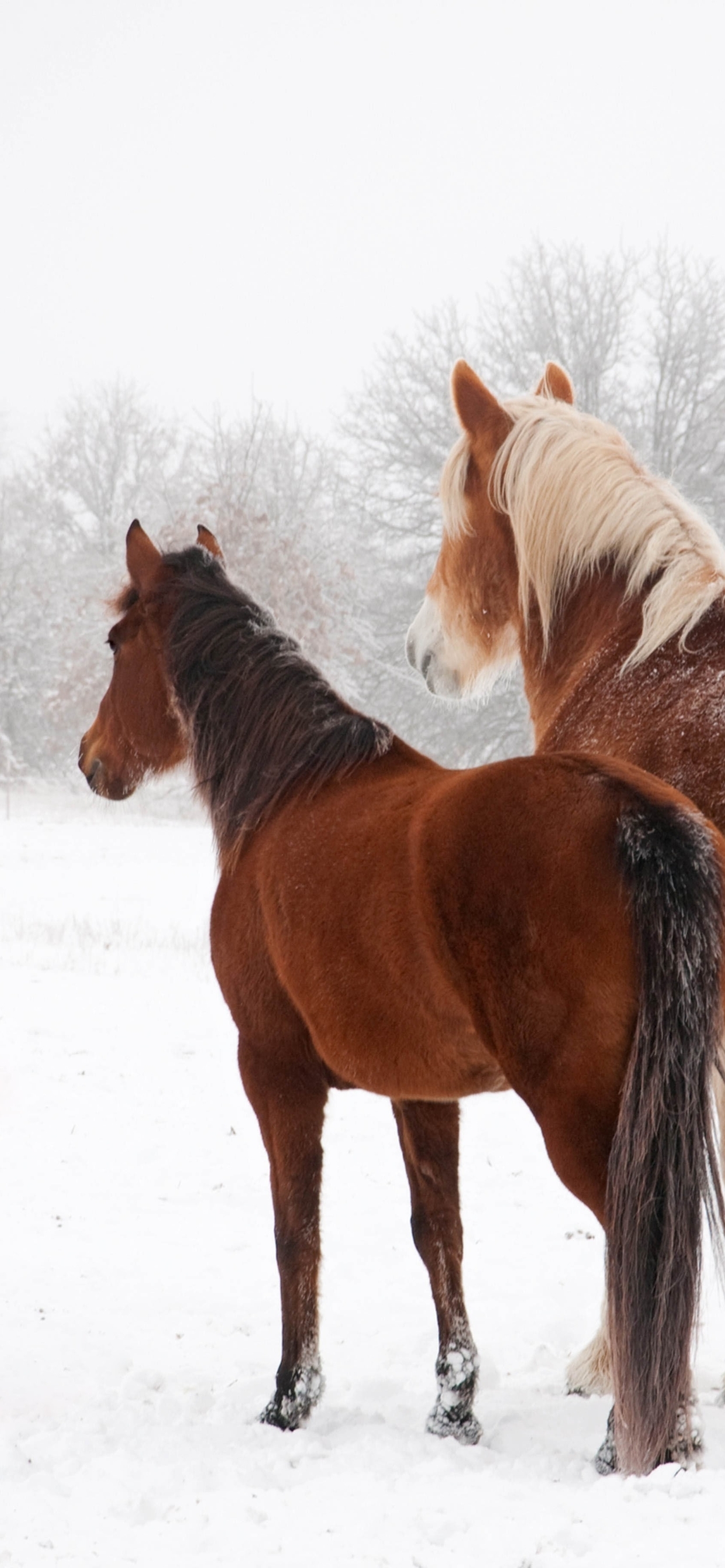 Image: Horse, winter, snow, couple