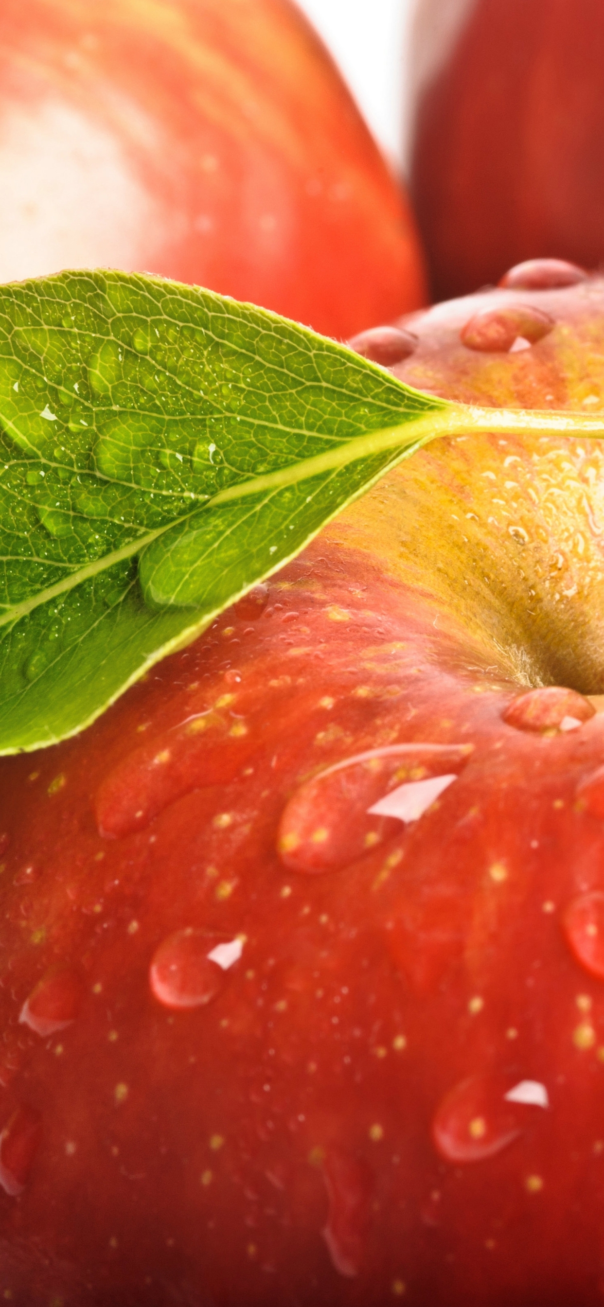 Image: Apples, red, fruit, leaf, water, drops