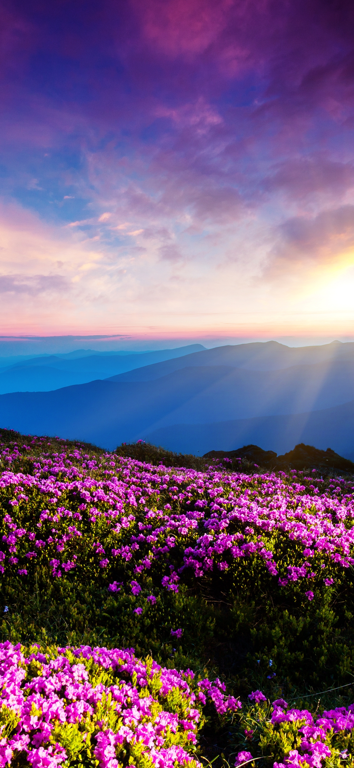 Image: Landscape, flowers, dawn, sun rays, sky, clouds, mountains, fog, horizon