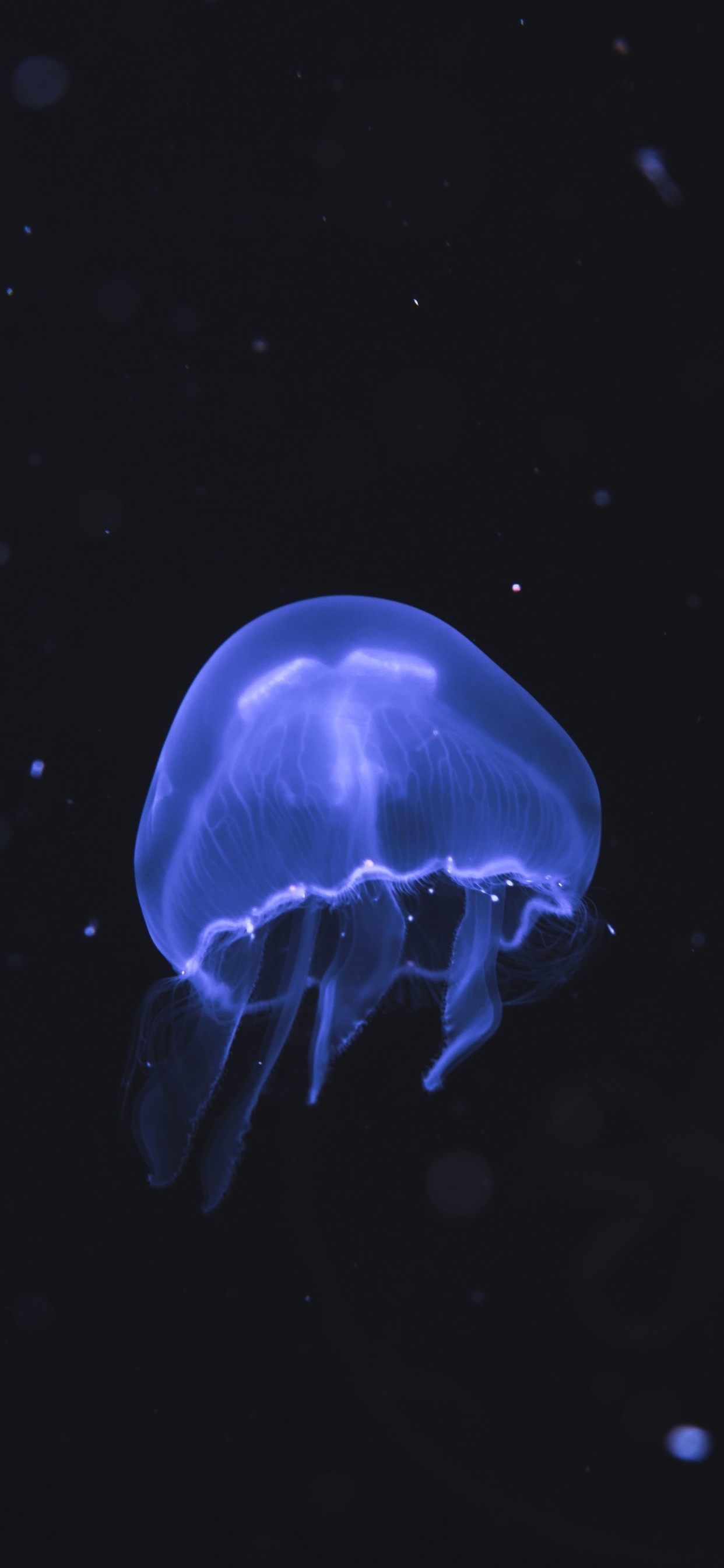 Картинка: Медуза, флуоресцентная, плавает, планктон, океан, темнота