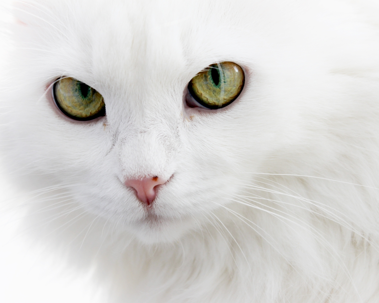 Картинка: Кошка, морда, глаза, пушистая, белая, крупный план
