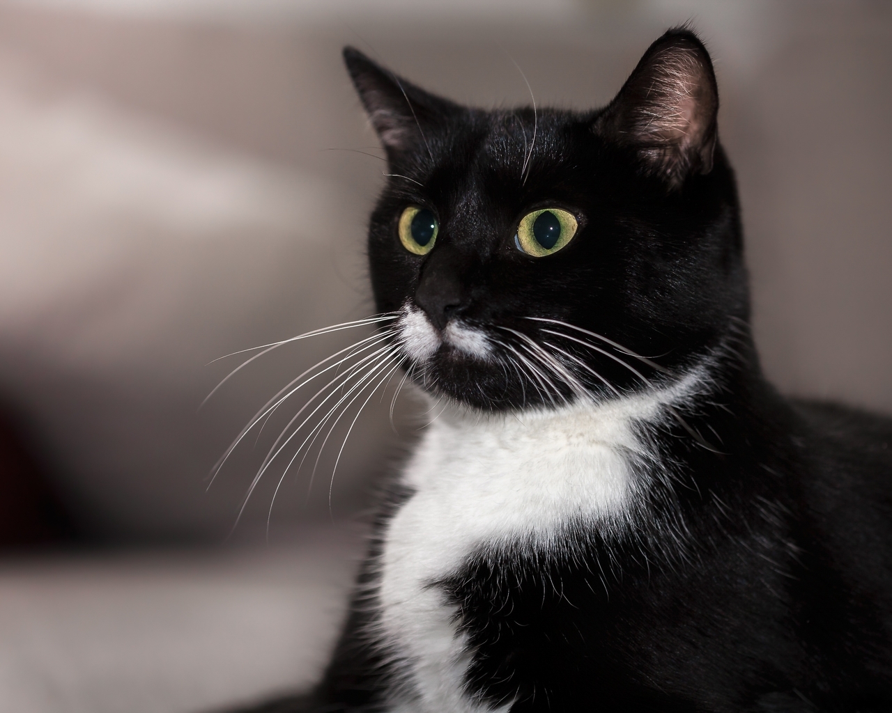 Image: Cat, black, white, snout, mustache, eyes, look