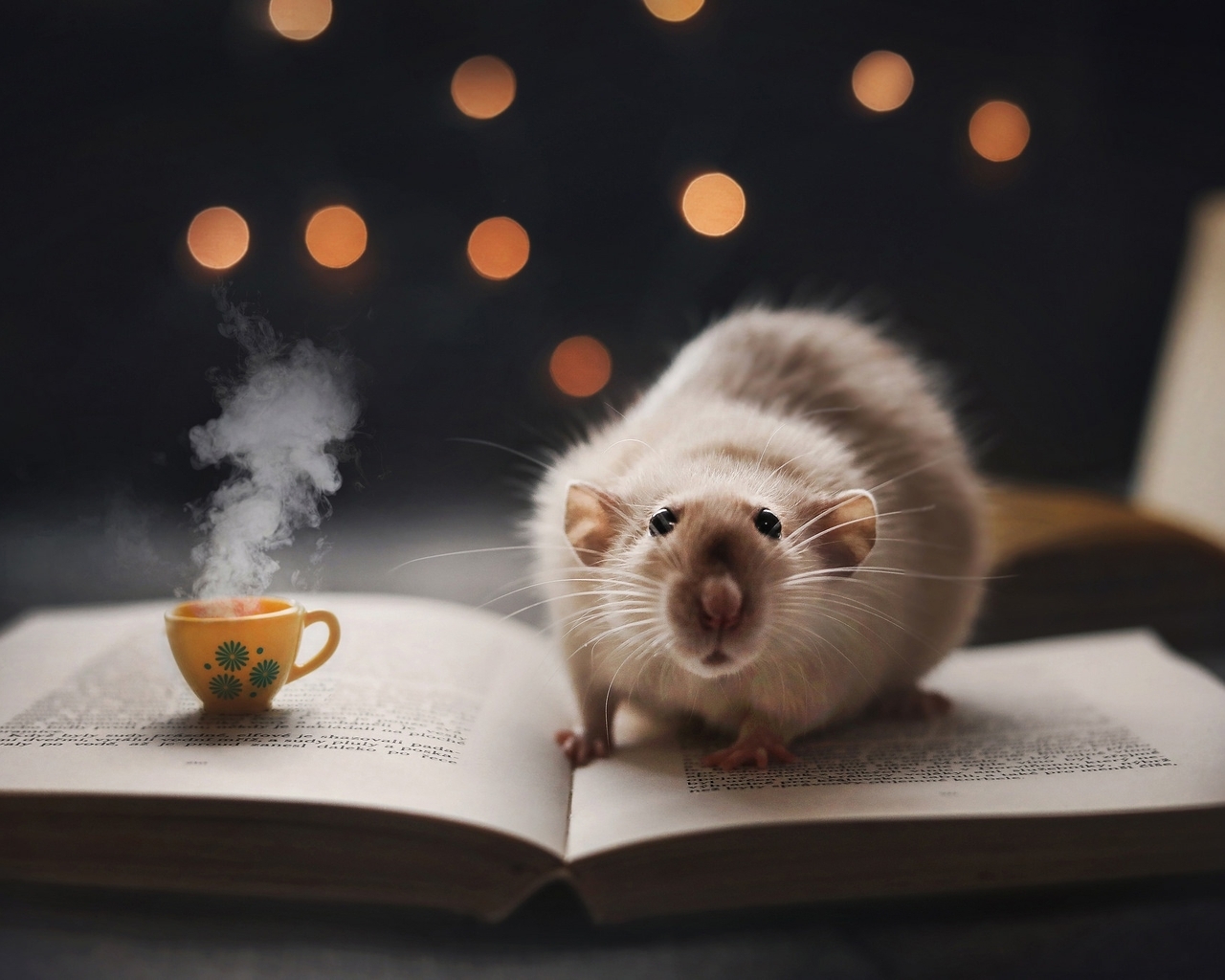 Картинка: Крыса, книга, кружка, боке