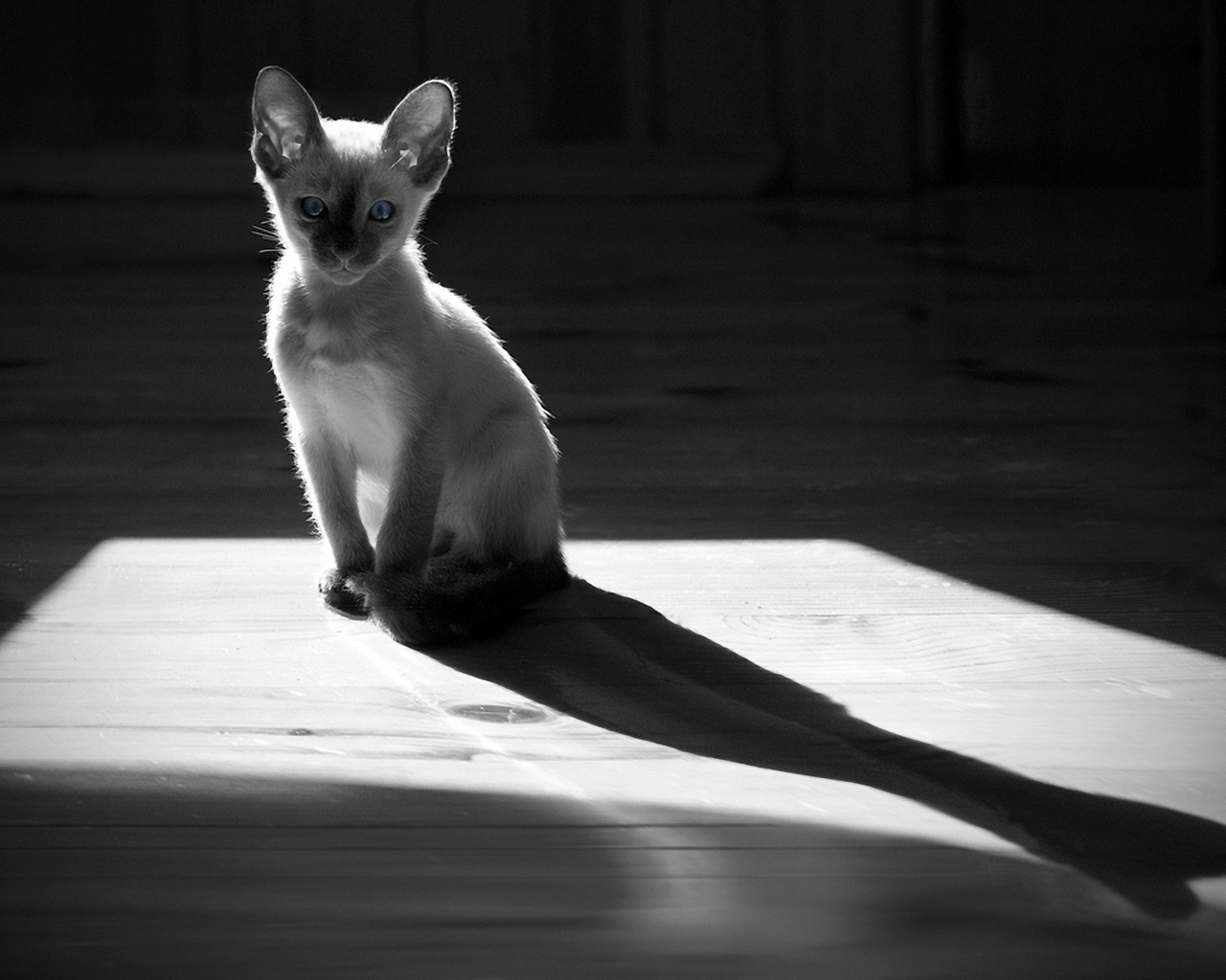 Картинка: Кошка, голубые глаза, тень, чёрно-белый