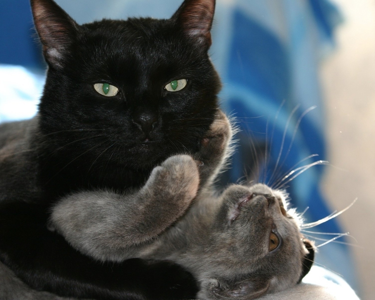 Картинка: Кот, чёрный, кошка, обнимает, играет, сверху, лежит, взгляд, глаза, усы