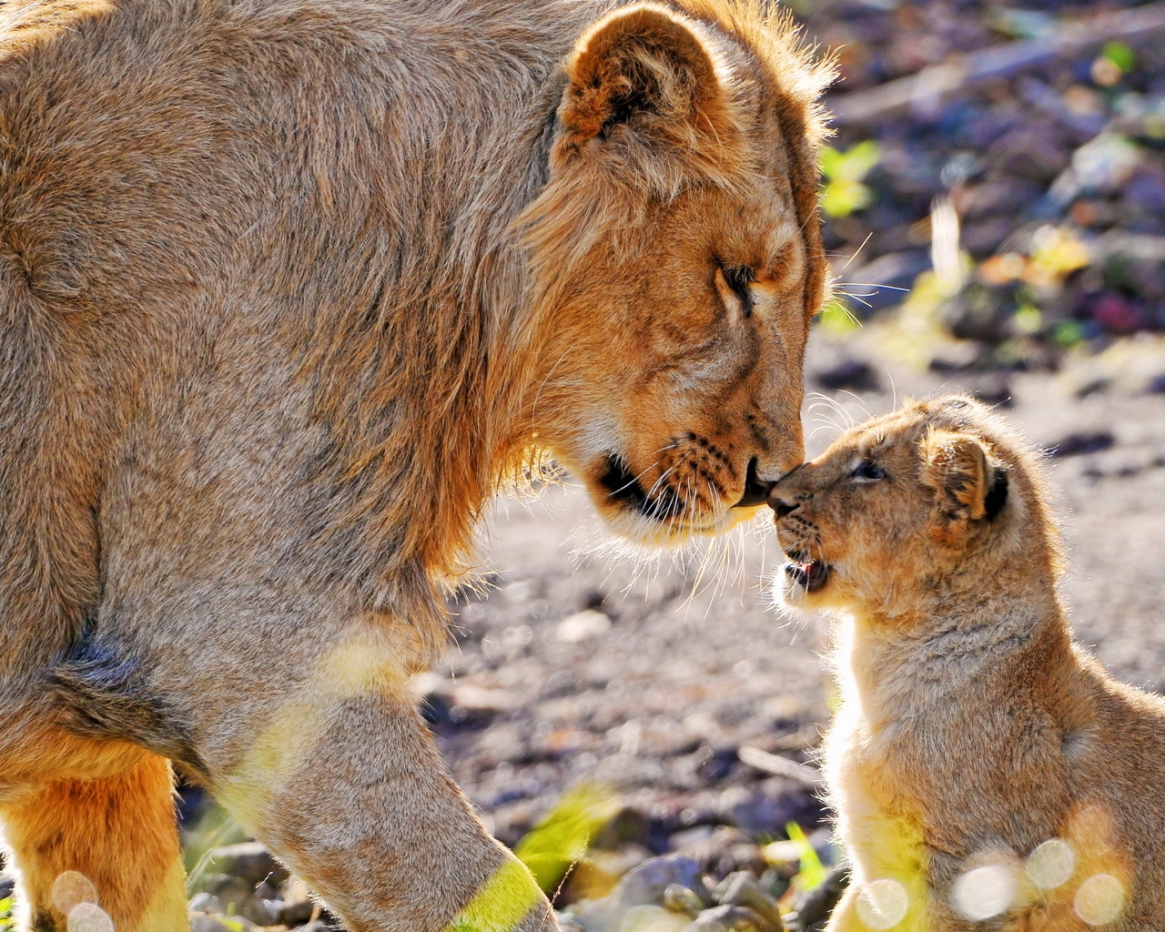 Картинка: львица, мама, детёныш, львёнок, хищник, нос к носу
