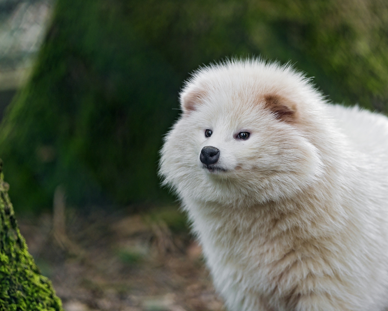 Картинка: Енотовидная, собака, хищник, всеядный, белый, пушистый, нос, ушки