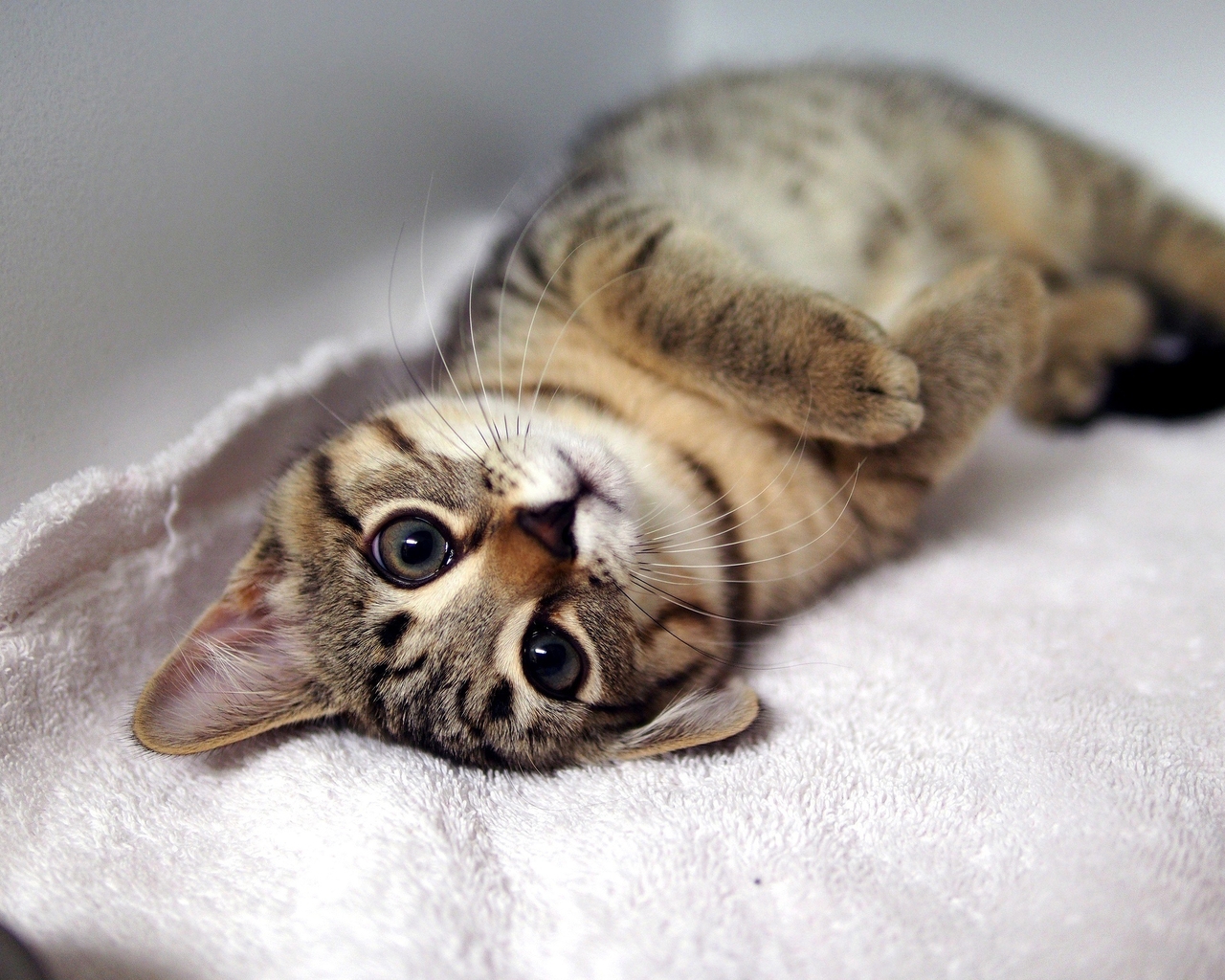 Image: Kitten, striped, cat, lying, legs, eyes, snout, mustache