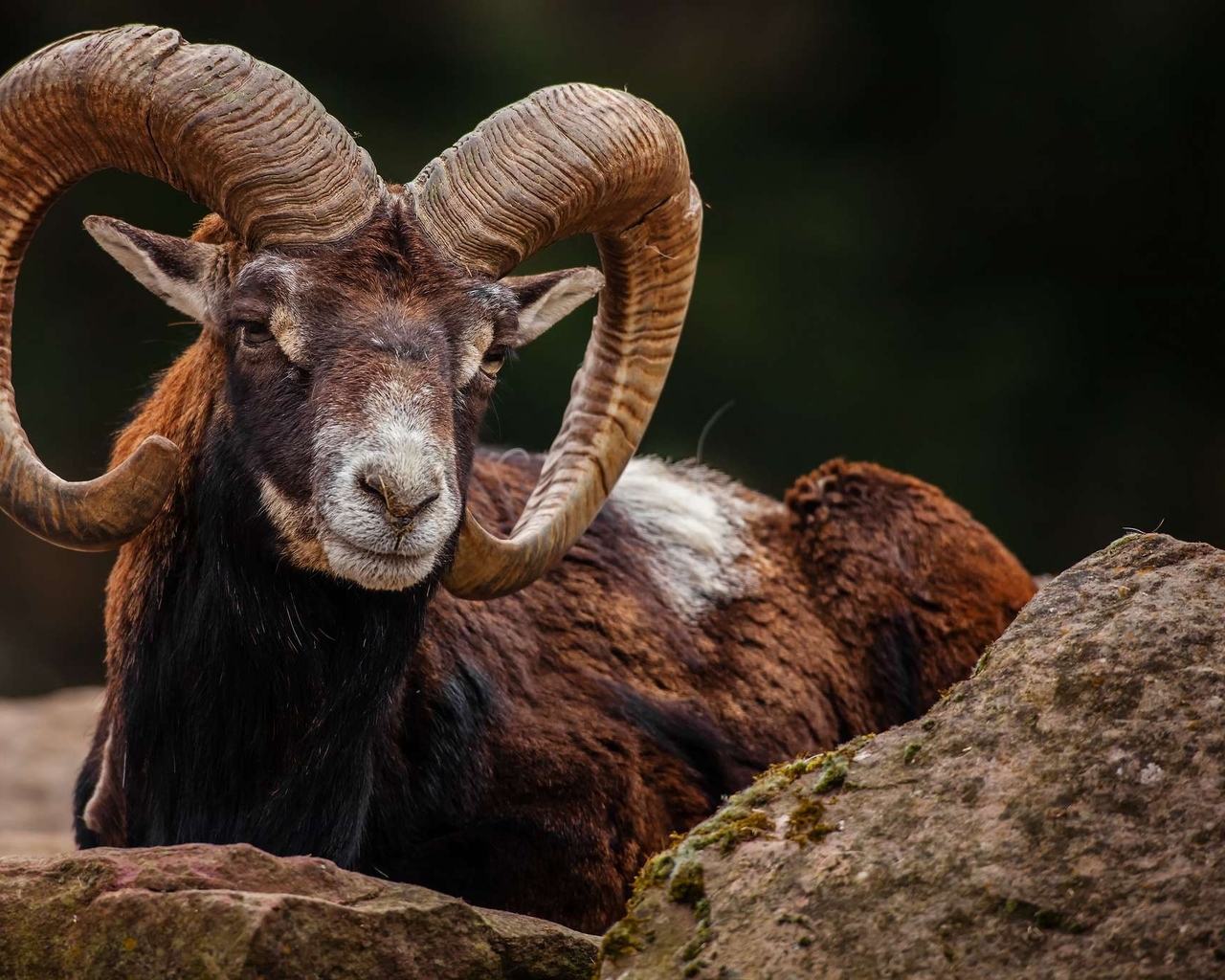 Image: Mountain sheep, mouflon, sight, horns, lies, stones