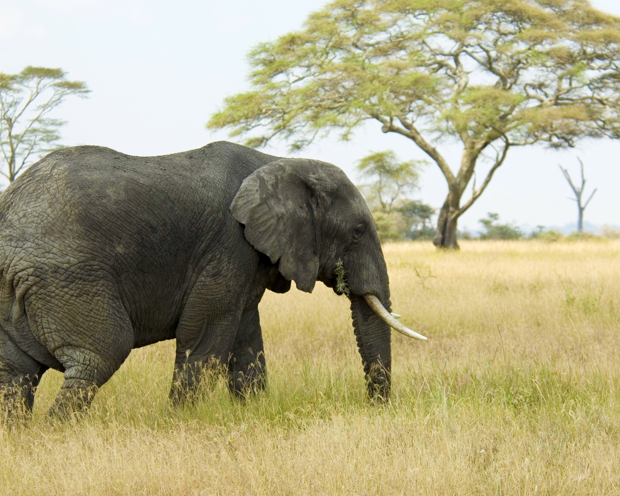 Картинка: слон, гуляет, поле, трава