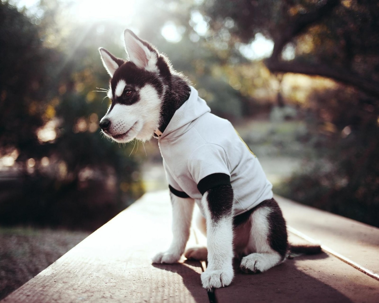 Image: Dog, puppy, bench, Siberian, husky, clothing, light, day, Park