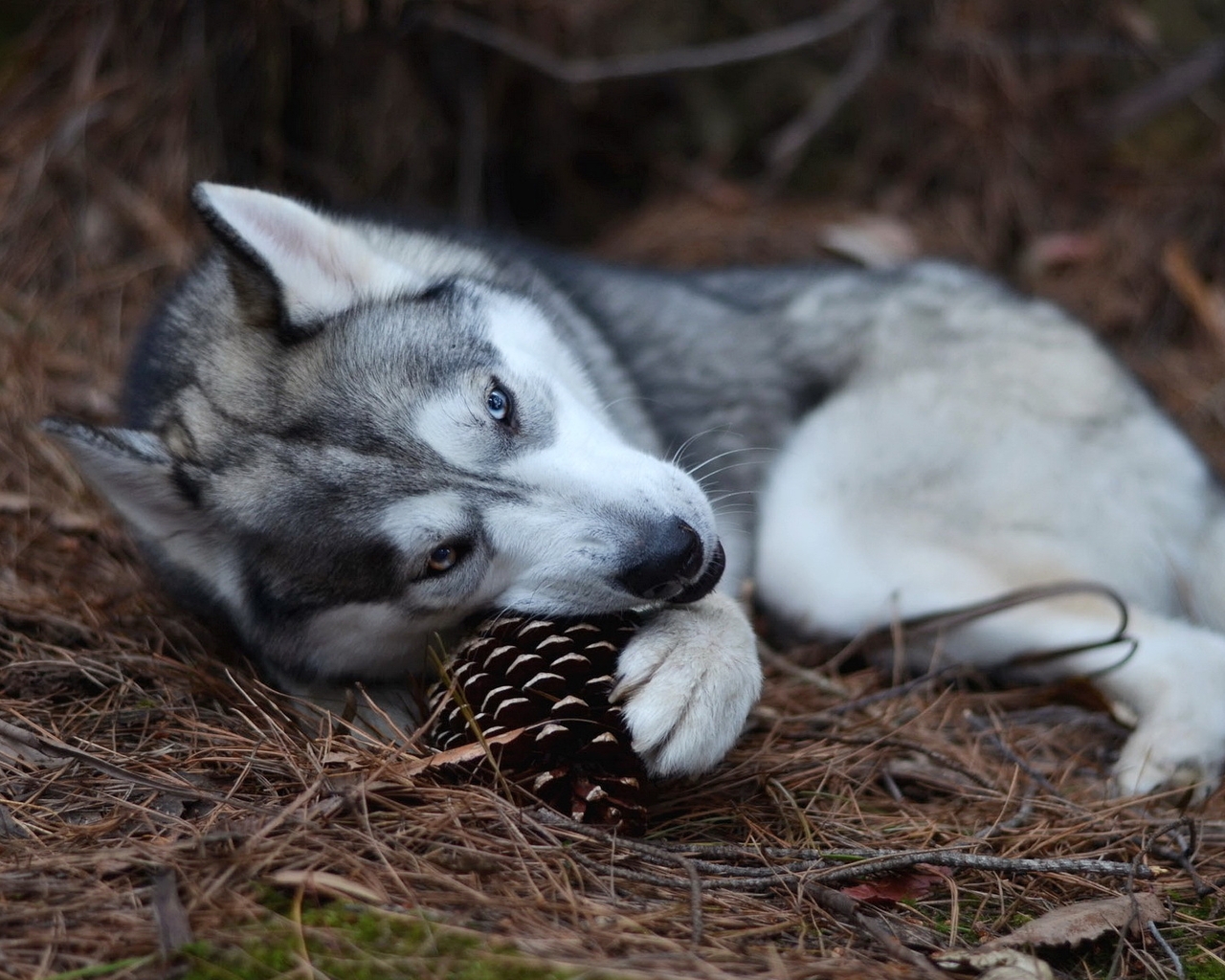 Картинка: Собака, Хаски, лежит, грызет, шишка, лес, иголки, почва