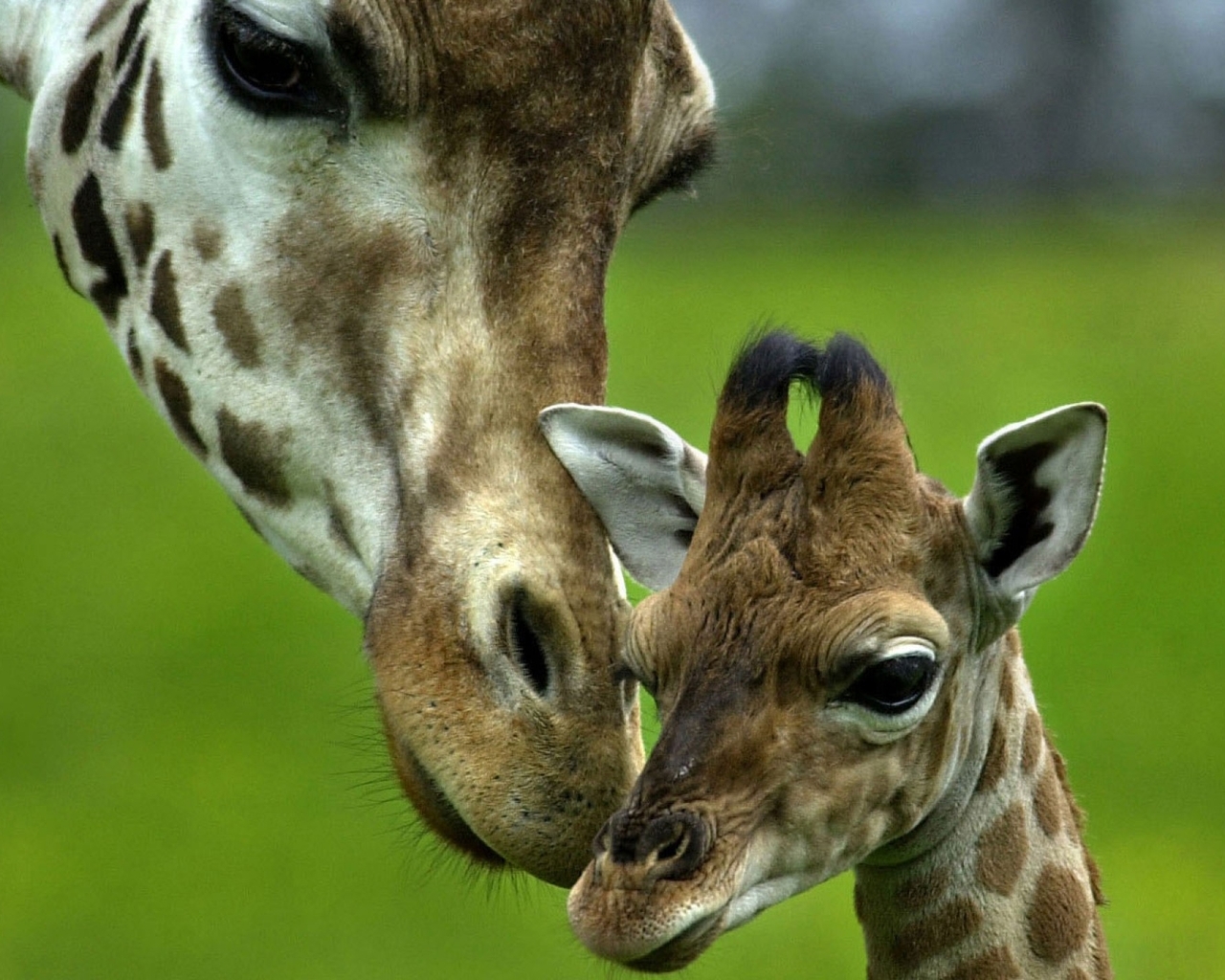 Картинка: Жираф, пара, мать, детёныш, любовь, забота
