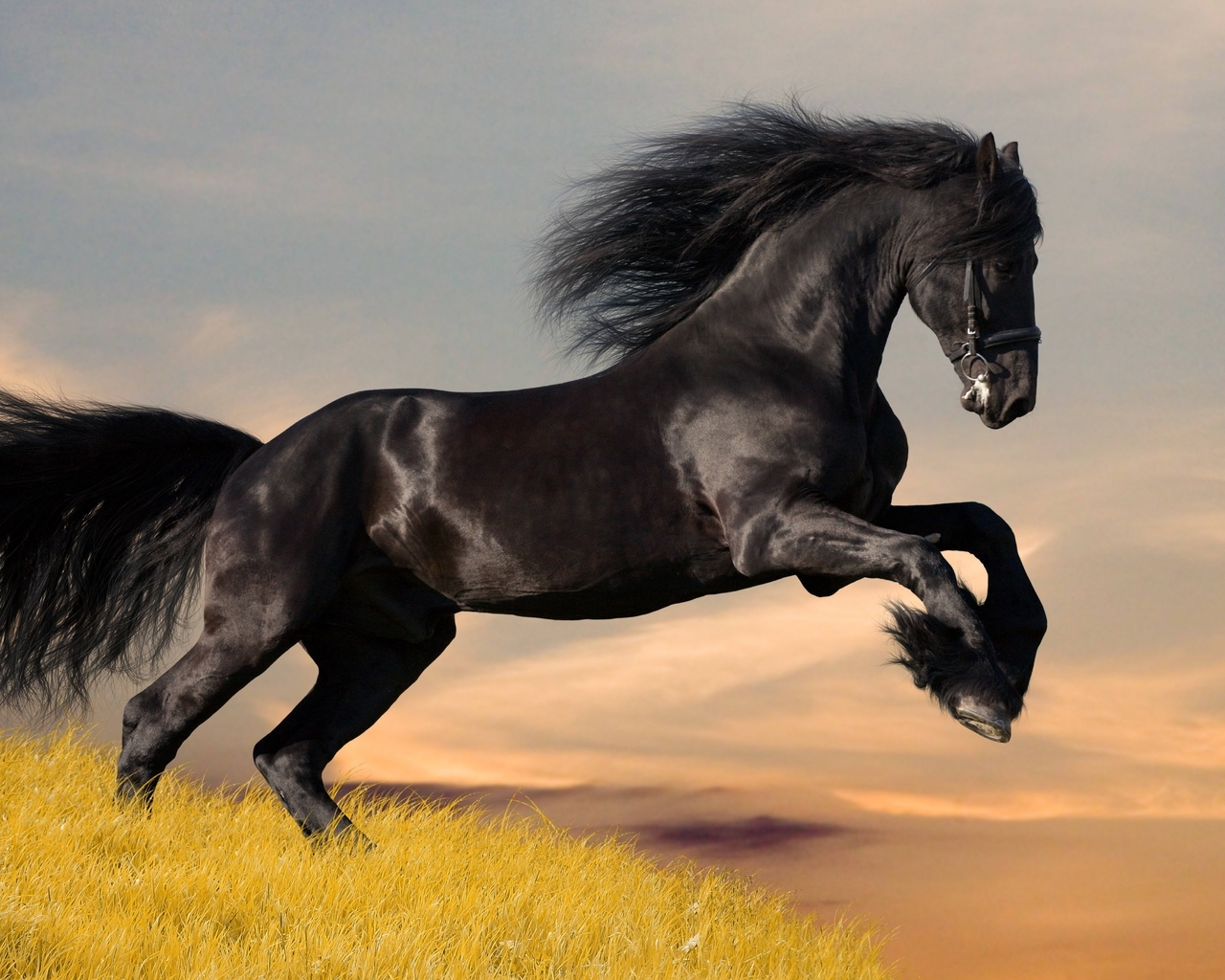 Image: Horse, black, mane, shine, field, grass, stallion