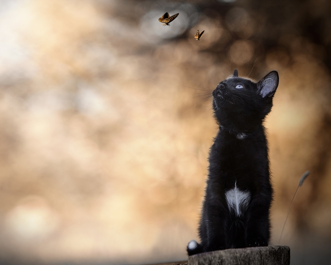 Image: Kitten, cat, black, white spot, stump, sitting, butterfly, bokeh, blur