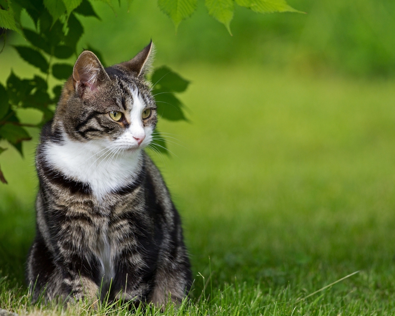Image: Cat, wool, sitting, look, leaves, grass, nature, summer