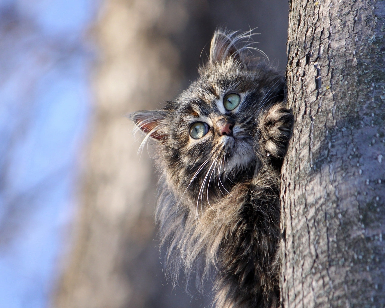 Картинка: Кошка, пушистая, мордочка, дерево, прячется