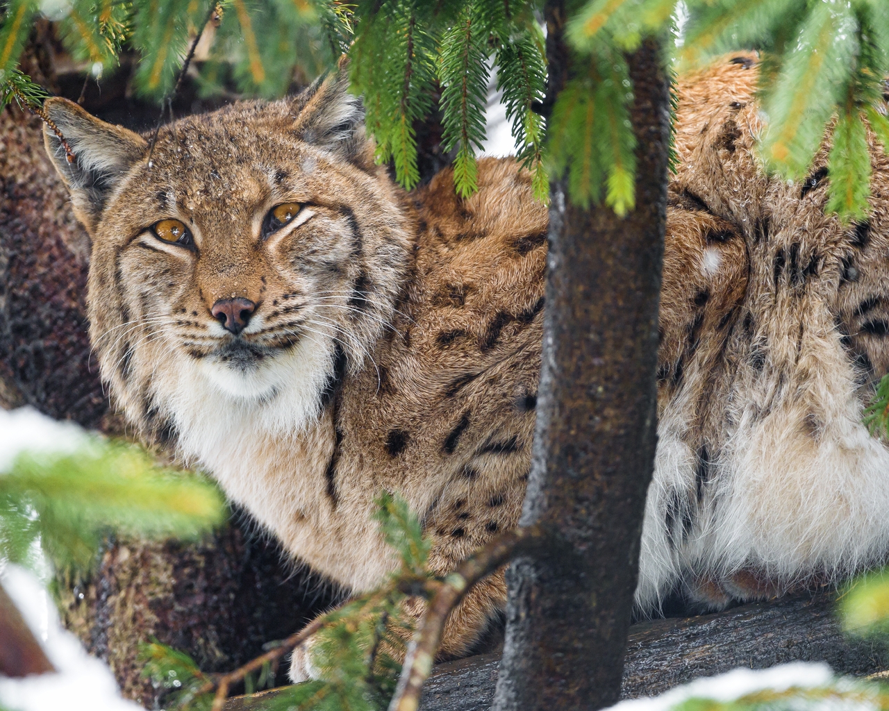 Image: Predator, branches, lynx, tree, needles, look, cat