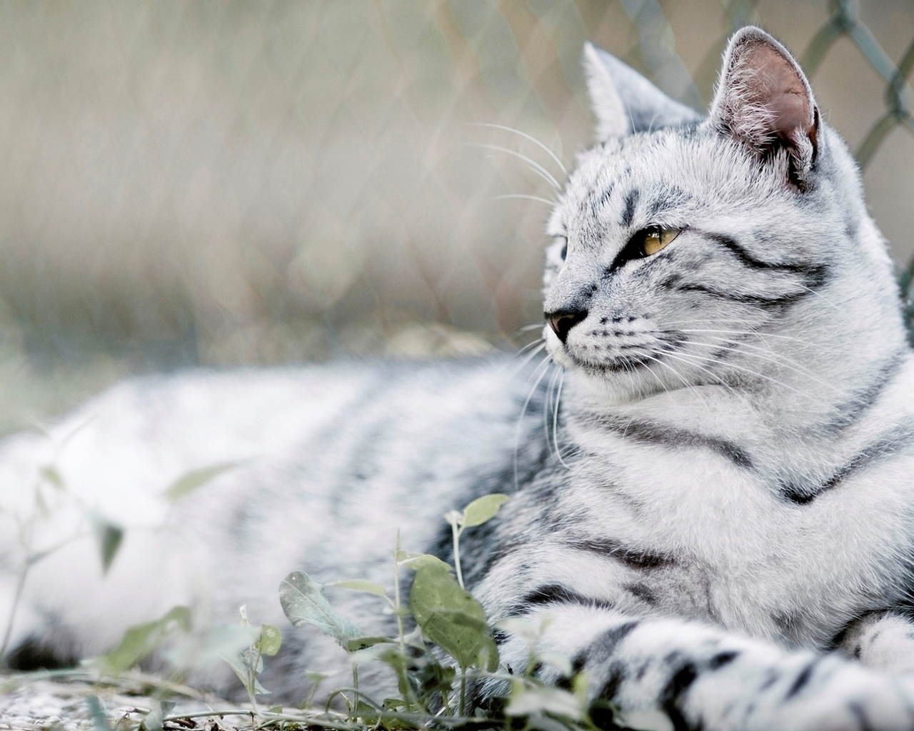 Картинка: Кот, белый, полосатый, трава, лежит, забор