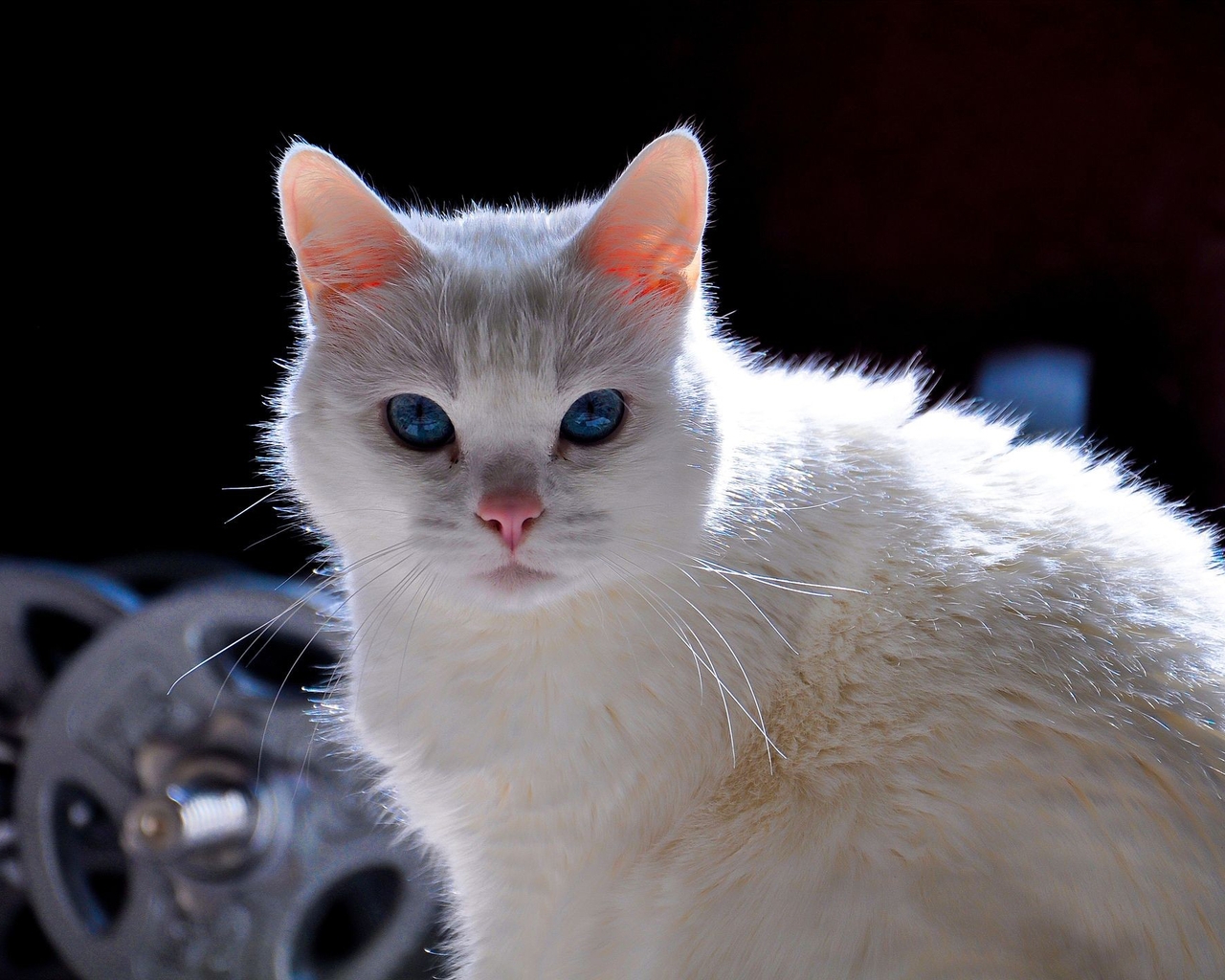Картинка: Кот, белый, глаза, голубые, взгляд, пушистый, гантели