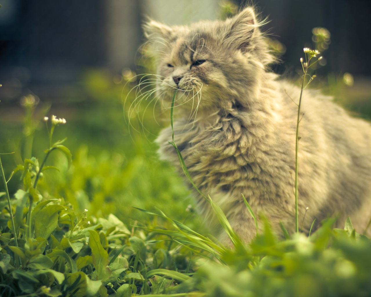 Image: Kitty, wool, mustache, grass, summer, day