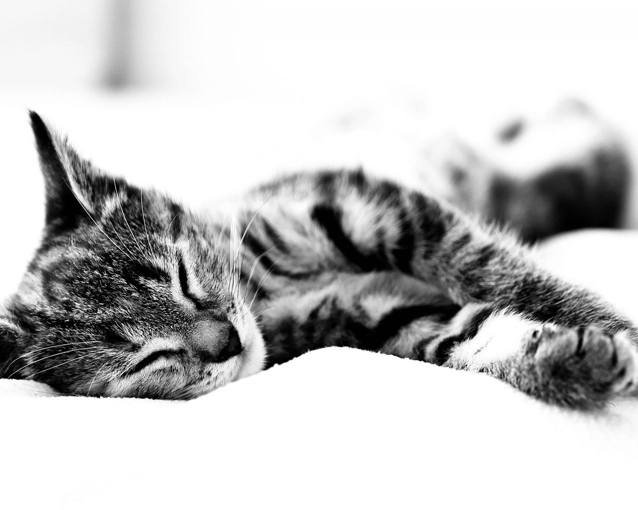 Картинка: Котик, полосы, спит, уши, лапы, шерсть, лежит